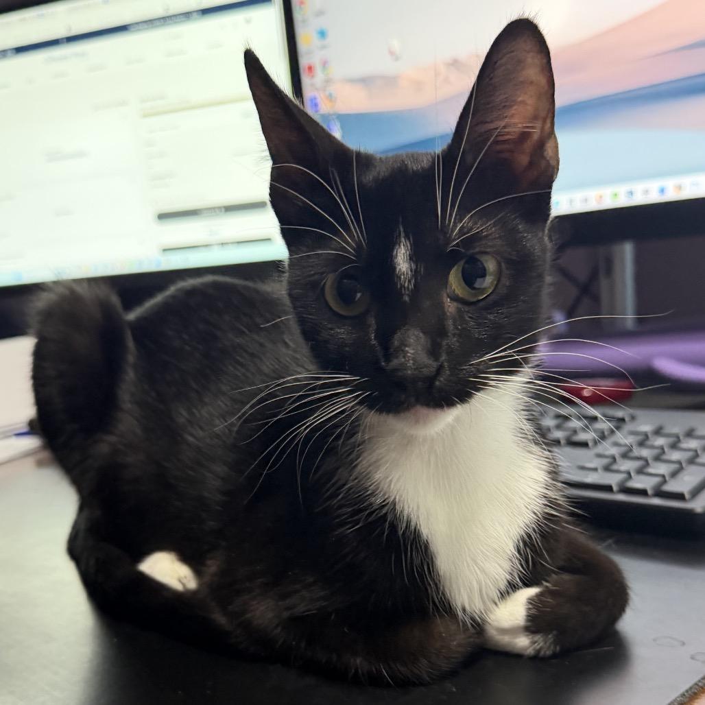Enlarge Diamante, a Adoptable Domestic Short Hair in Laredo, TX image 2/2