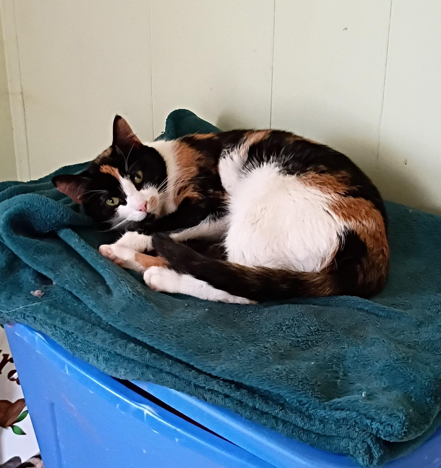 Cali - shy & loving, ADOPTABLE, Young Female Domestic Short Hair.