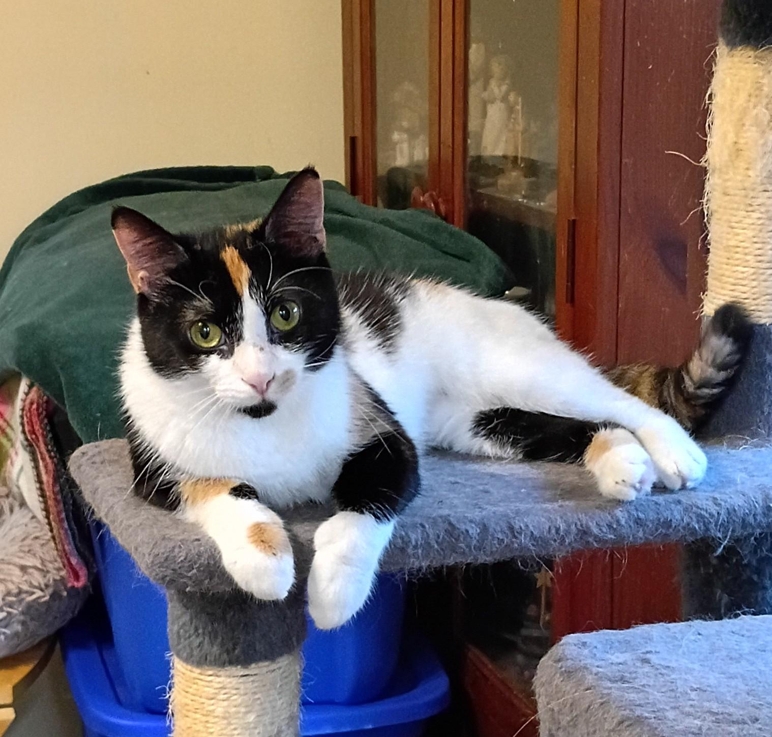 Enlarge Cali - super cuddly!, a ADOPTABLE Domestic Short Hair in Hendersonville, TN image 1/2