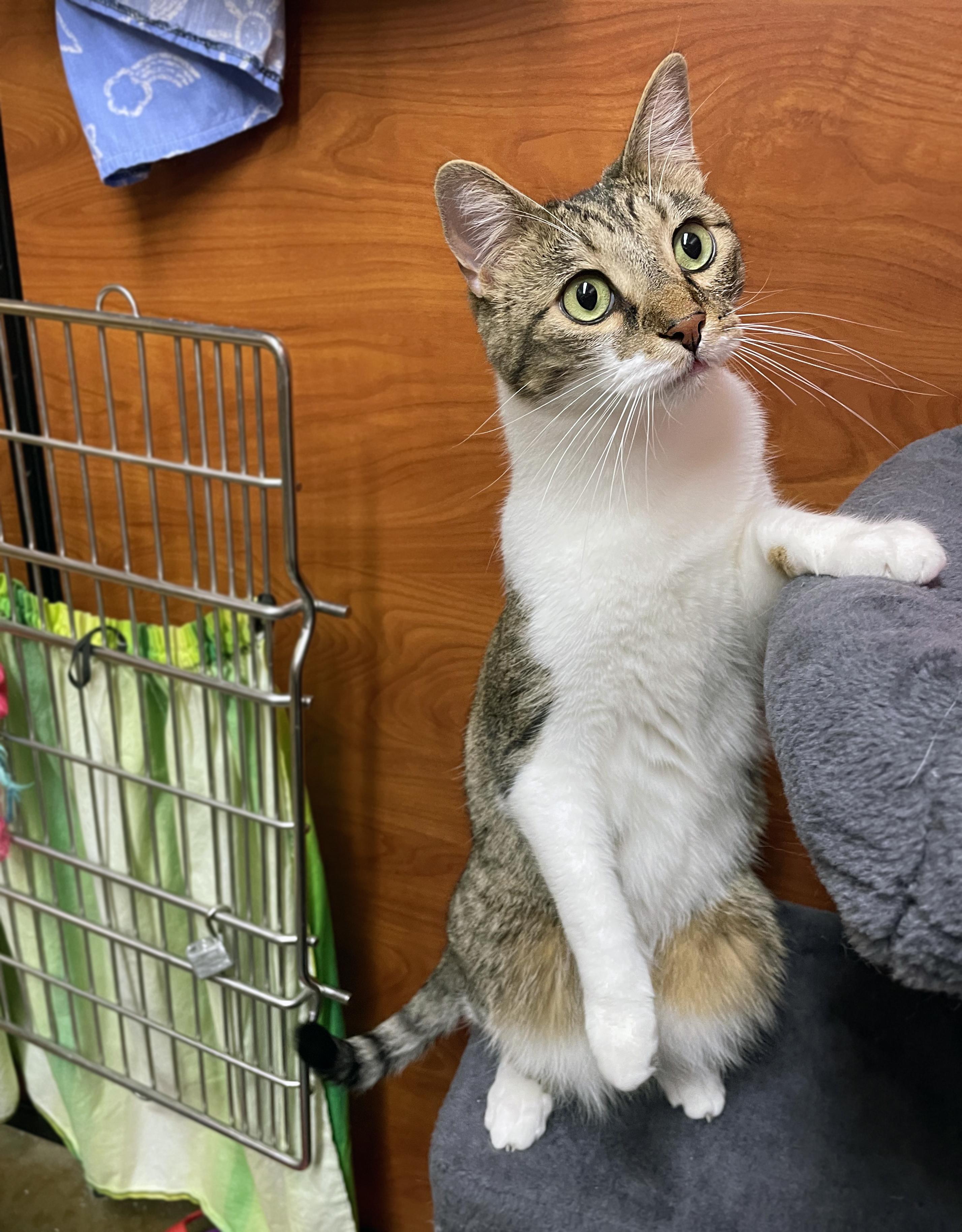 Enlarge Zeek, a ADOPTABLE Domestic Short Hair in Centerville, UT image 3/4