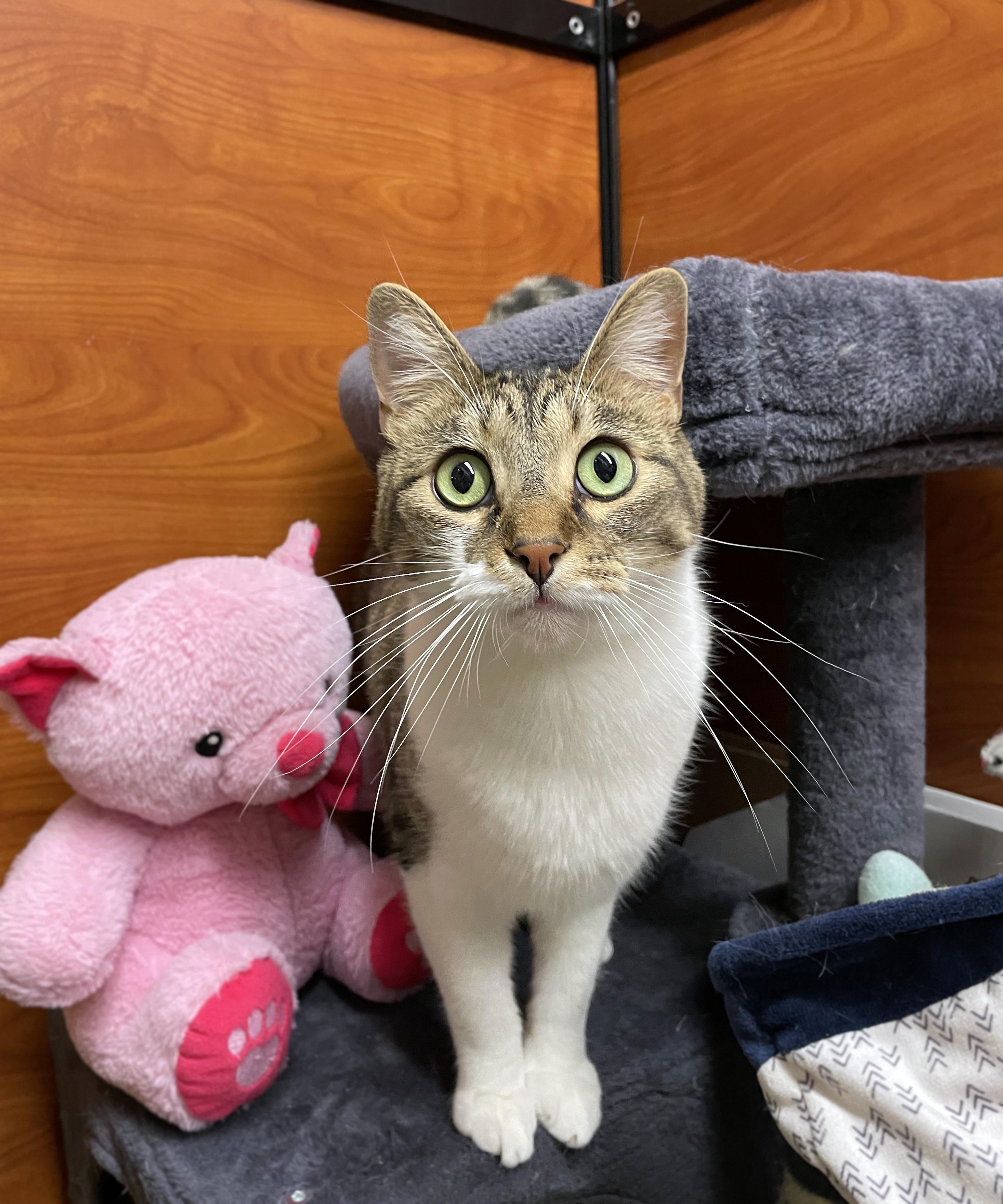 Enlarge Zeek, a ADOPTABLE Domestic Short Hair in Centerville, UT image 6/6