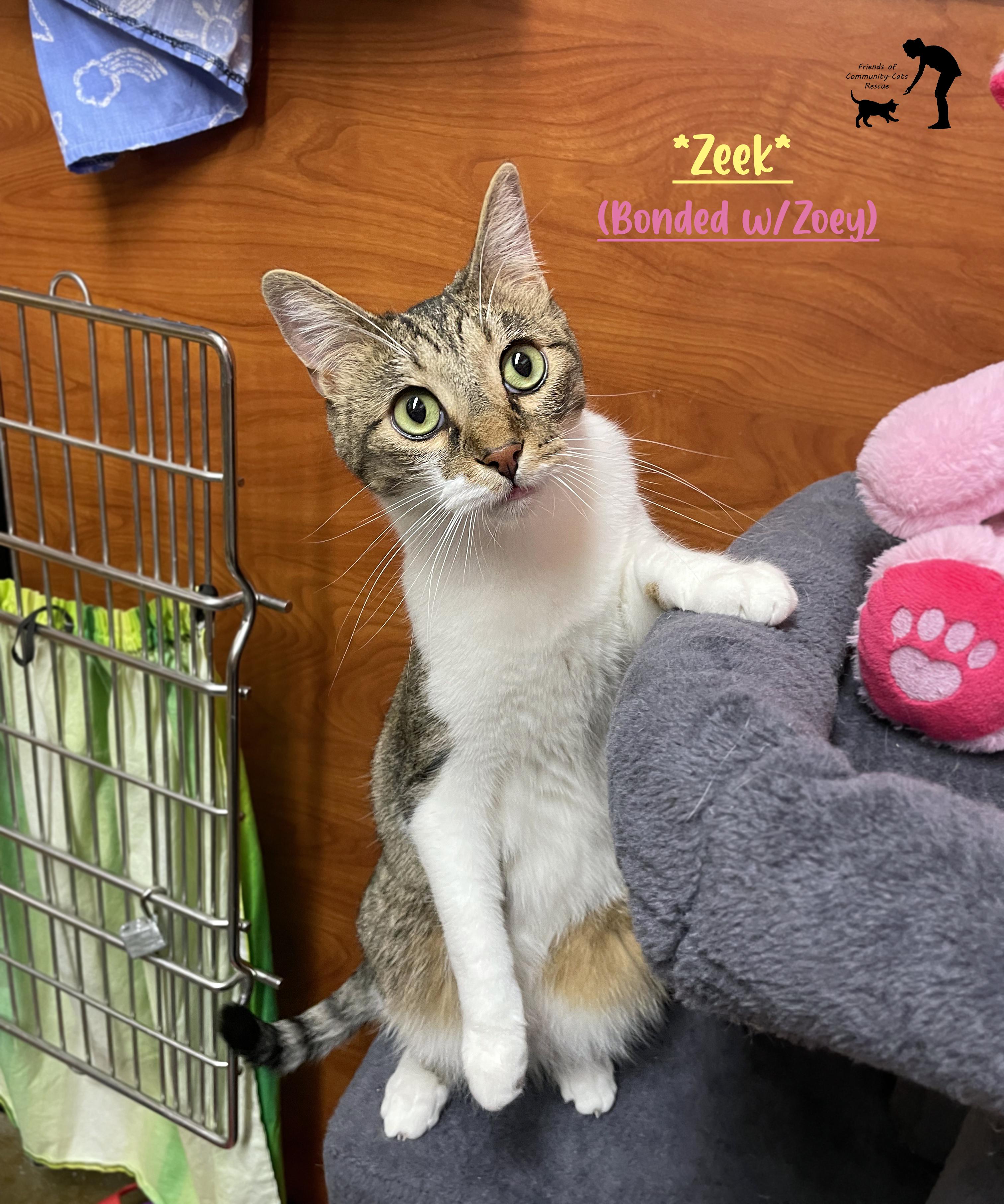Enlarge Zeek, a ADOPTABLE Domestic Short Hair in Centerville, UT image 1/4