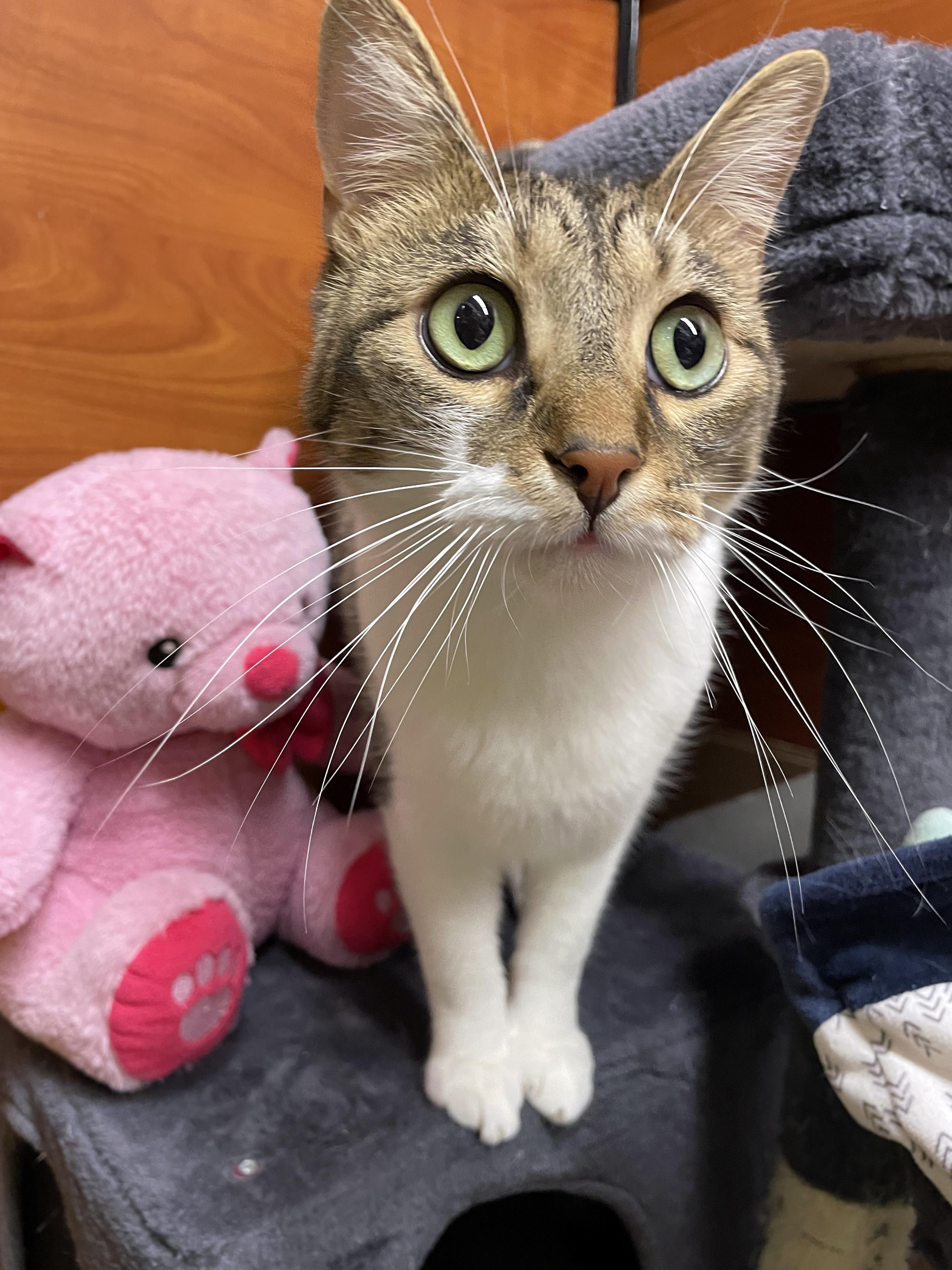 Enlarge Zeek, a ADOPTABLE Domestic Short Hair in Centerville, UT image 5/6