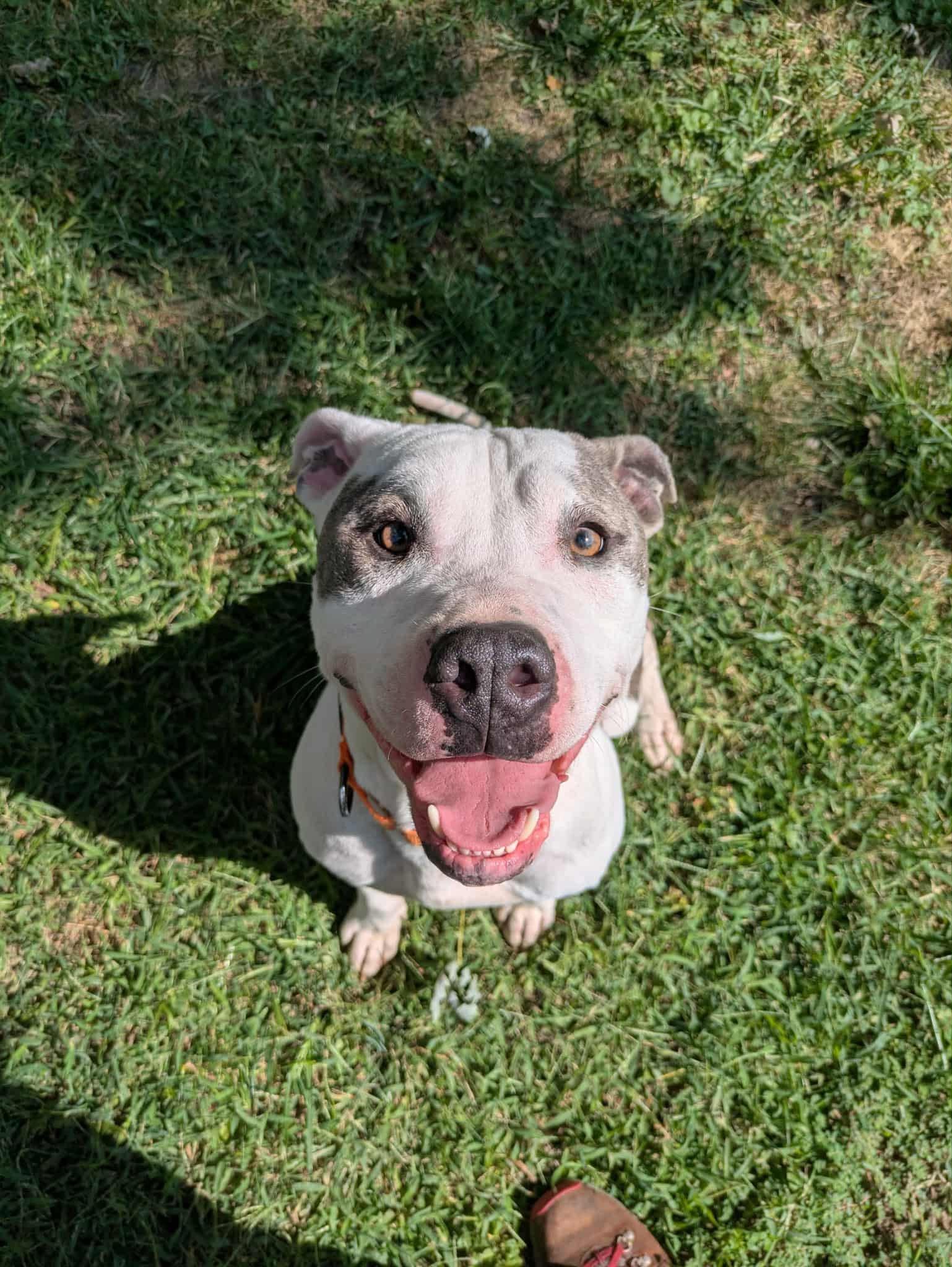 Phoenix, Adoptable, Young Male Pit Bull Terrier.