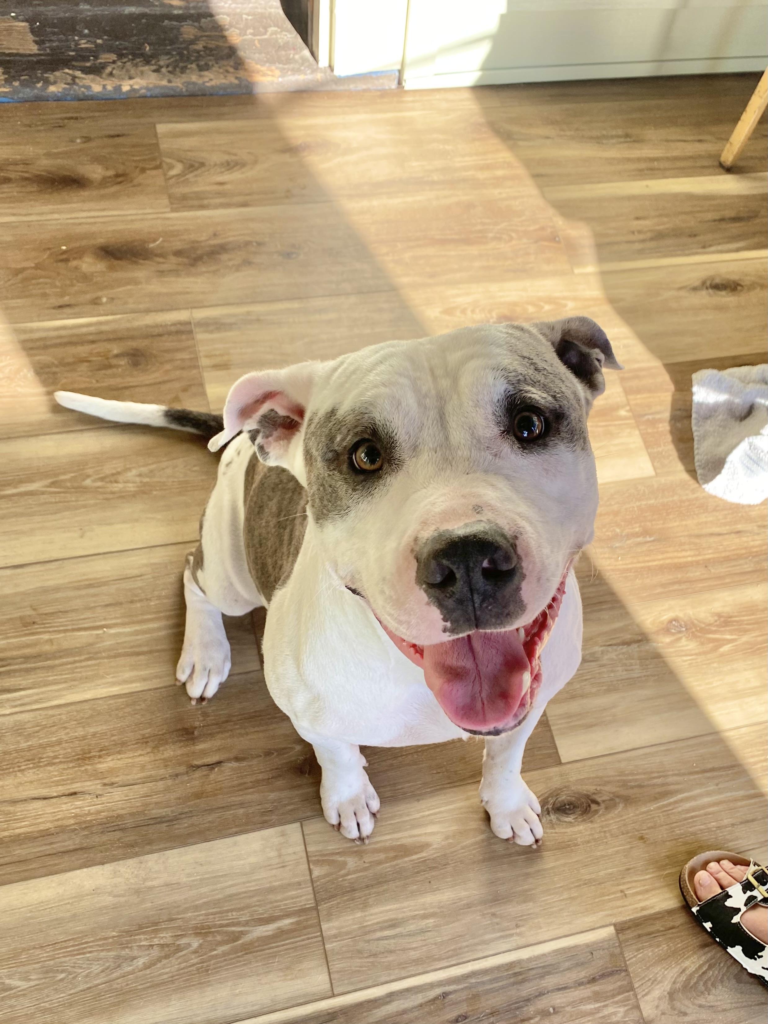 Enlarge Phoenix, a Adoptable Pit Bull Terrier in Atchison, KS image 2/4