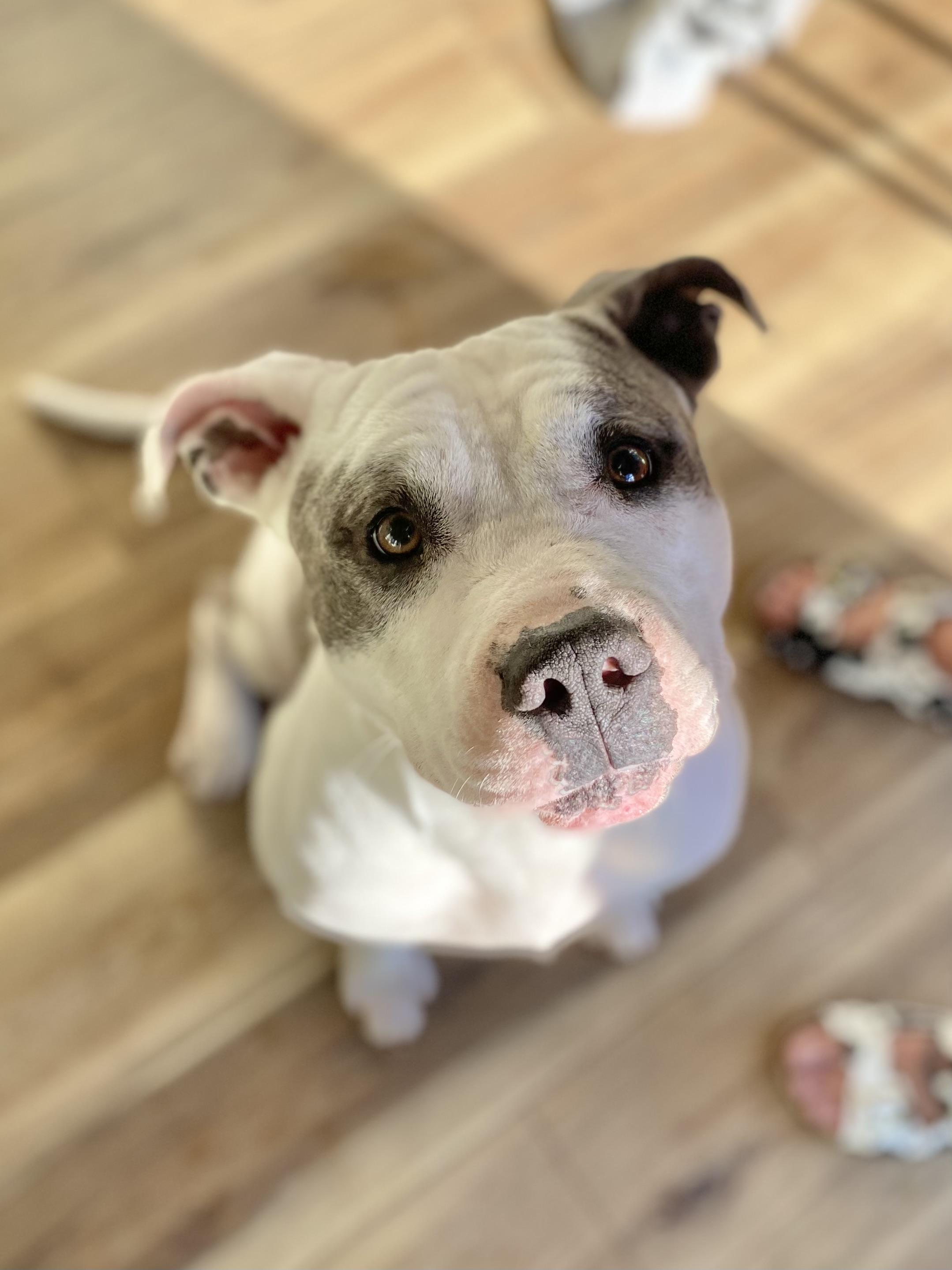 Enlarge Phoenix, a Adoptable Pit Bull Terrier in Atchison, KS image 3/4