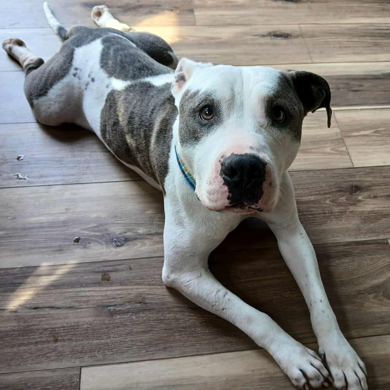 Enlarge Phoenix, a Adoptable Pit Bull Terrier in Atchison, KS image 4/4