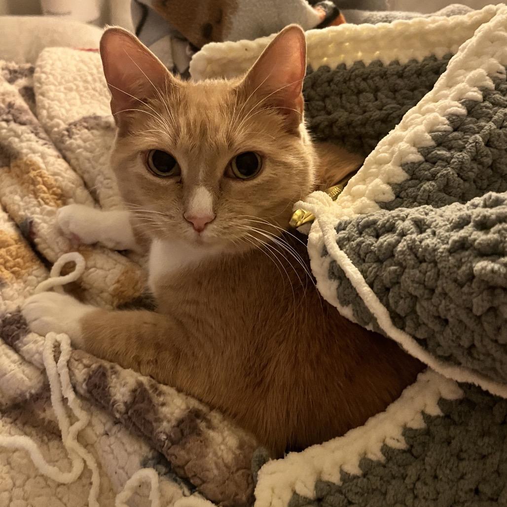 Peppa — thumbnail 4