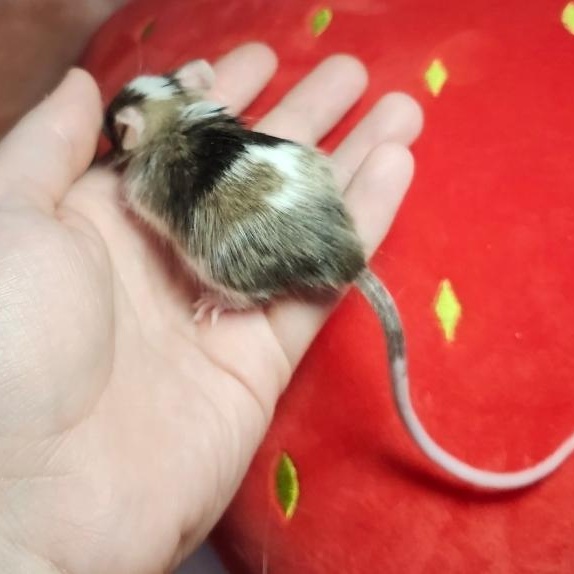 Enlarge River, a ADOPTABLE Mouse in West Chester, OH image 4/4