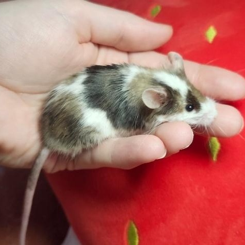 River, ADOPTABLE, Adult Male Mouse.