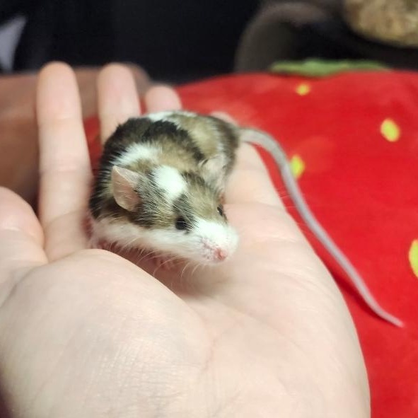 Enlarge River, a ADOPTABLE Mouse in West Chester, OH image 3/4