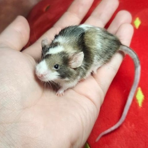 Enlarge River, a ADOPTABLE Mouse in West Chester, OH image 2/4