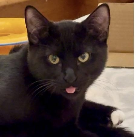 Enlarge Graham, a ADOPTABLE mixed breed in Santa Rosa, CA image 1/1