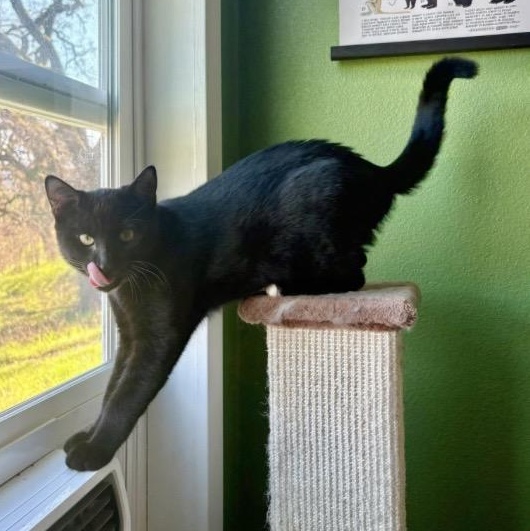 Enlarge Graham, a ADOPTABLE mixed breed in Santa Rosa, CA image 1/2