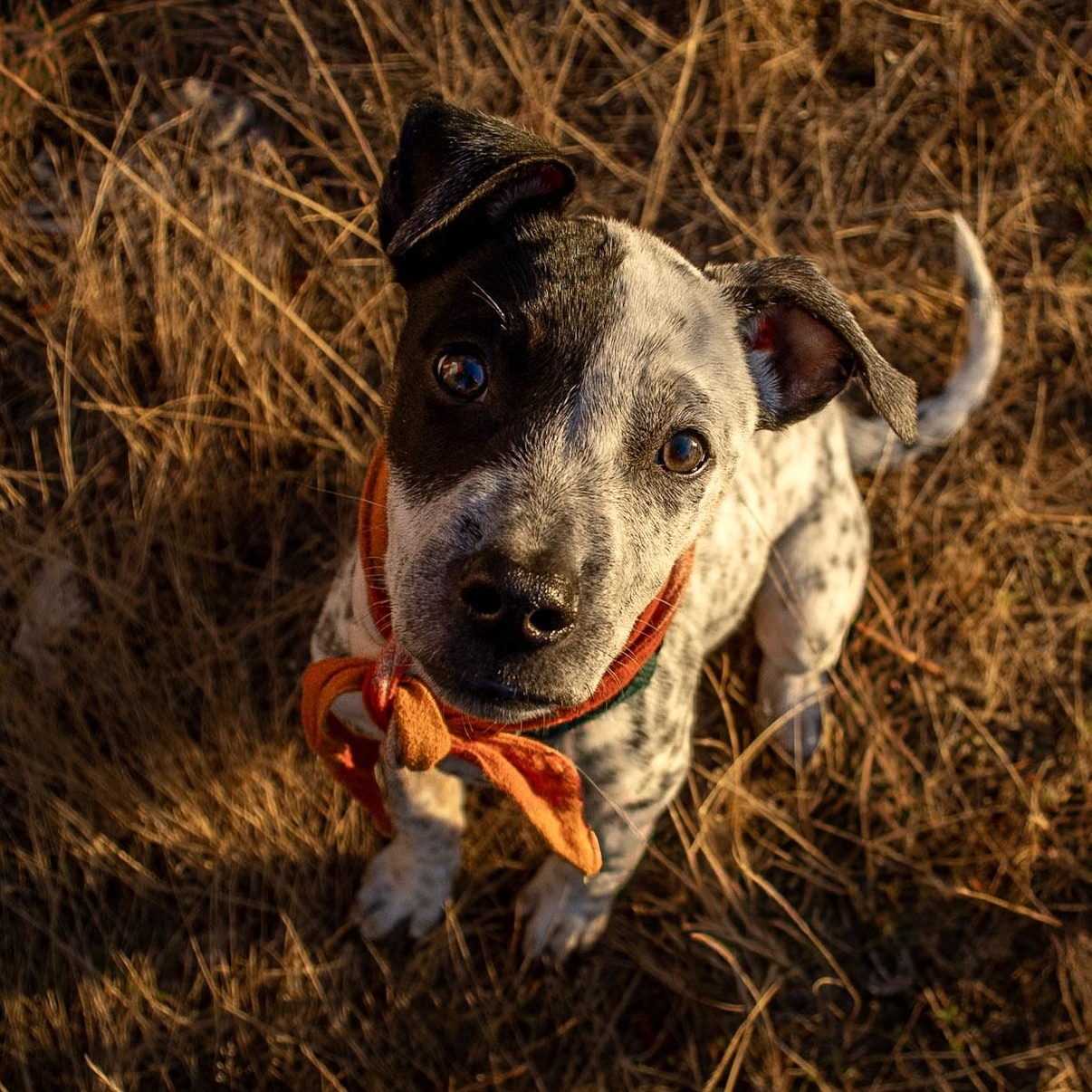 Enlarge Kia - Adoption Pending, a Adoptable mixed breed in Portland, OR image 2/6
