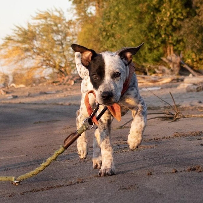Enlarge Kia - Adoption Pending, a Adoptable mixed breed in Portland, OR image 3/6