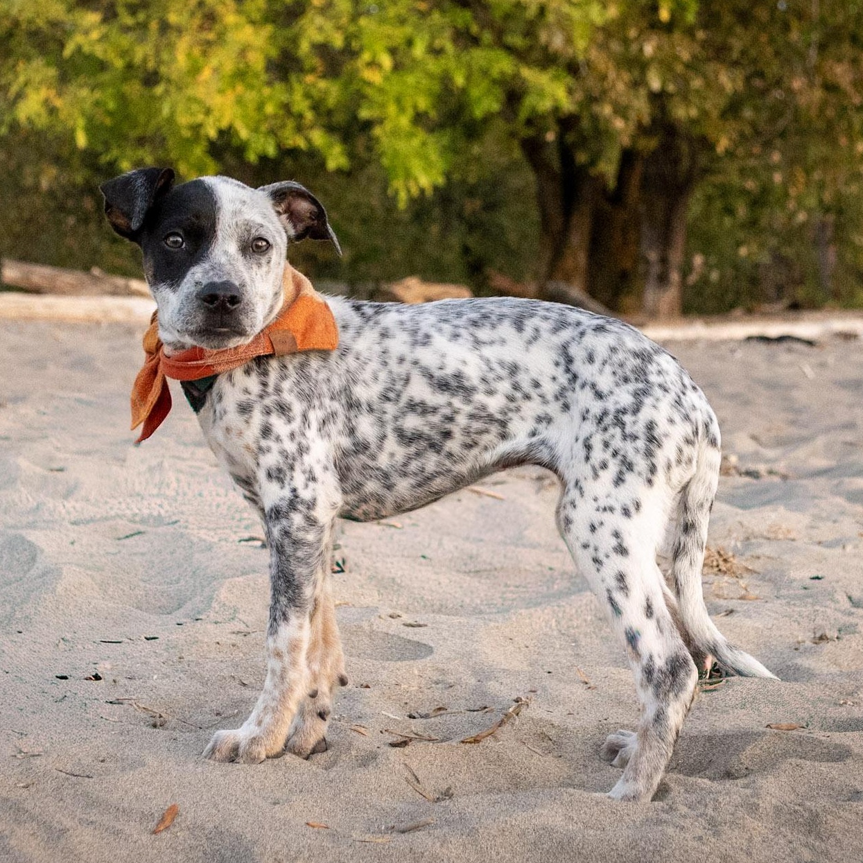Enlarge Kia - Adoption Pending, a Adoptable mixed breed in Portland, OR image 4/6