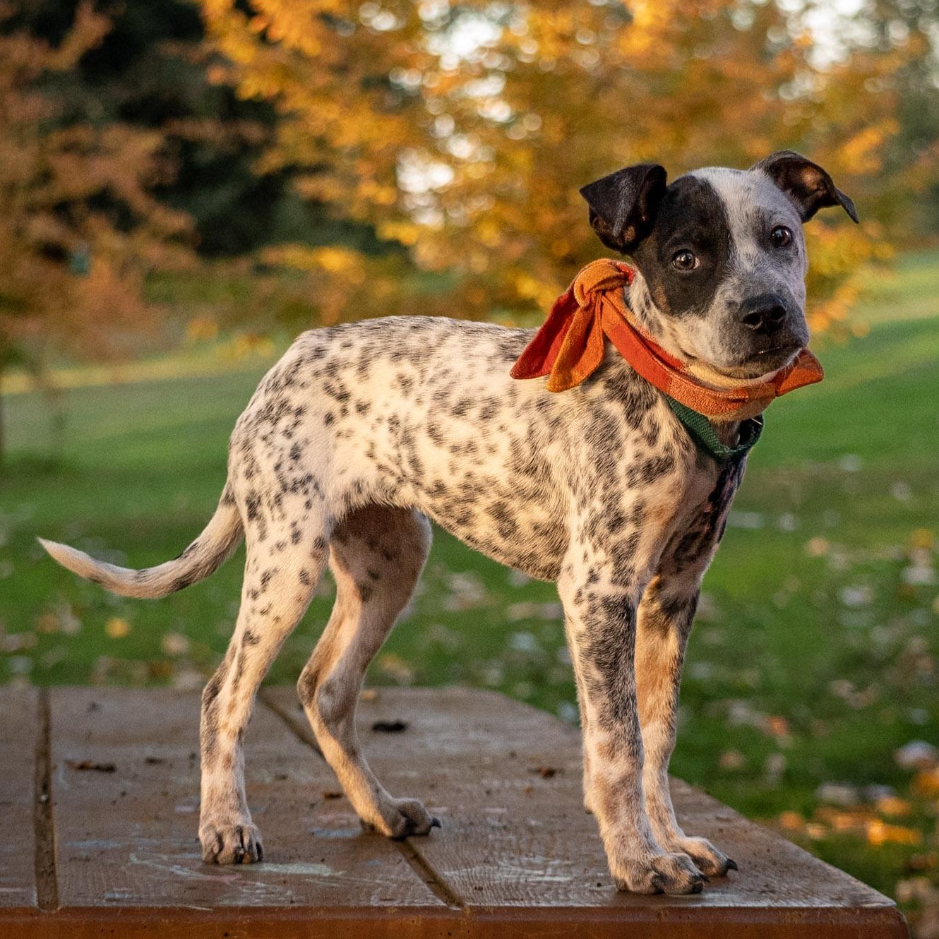 Kia - Adoption Pending, Adoptable, Puppy Female Australian Cattle Dog / Blue Heeler & Cattle Dog.