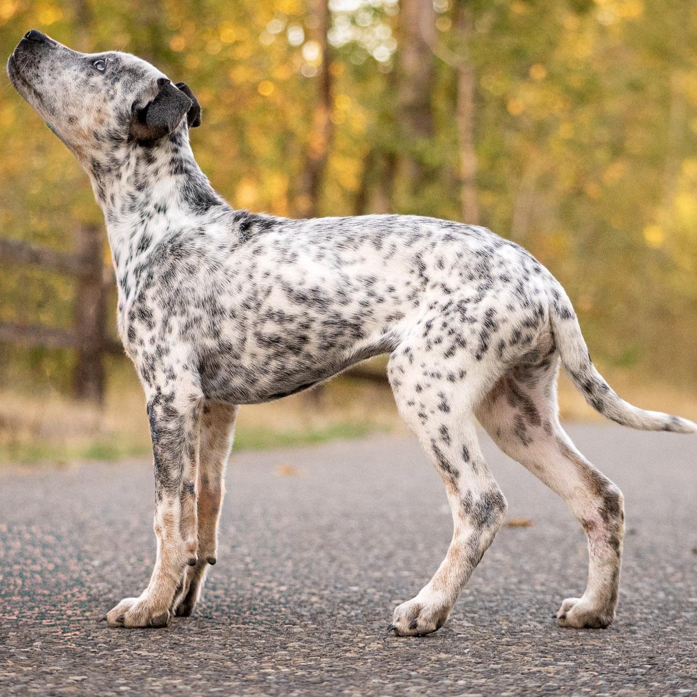 Enlarge Kia - Adoption Pending, a Adoptable mixed breed in Portland, OR image 5/6