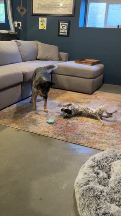 Enlarge Kia - Adoption Pending, a Adoptable mixed breed in Portland, OR video 6/6