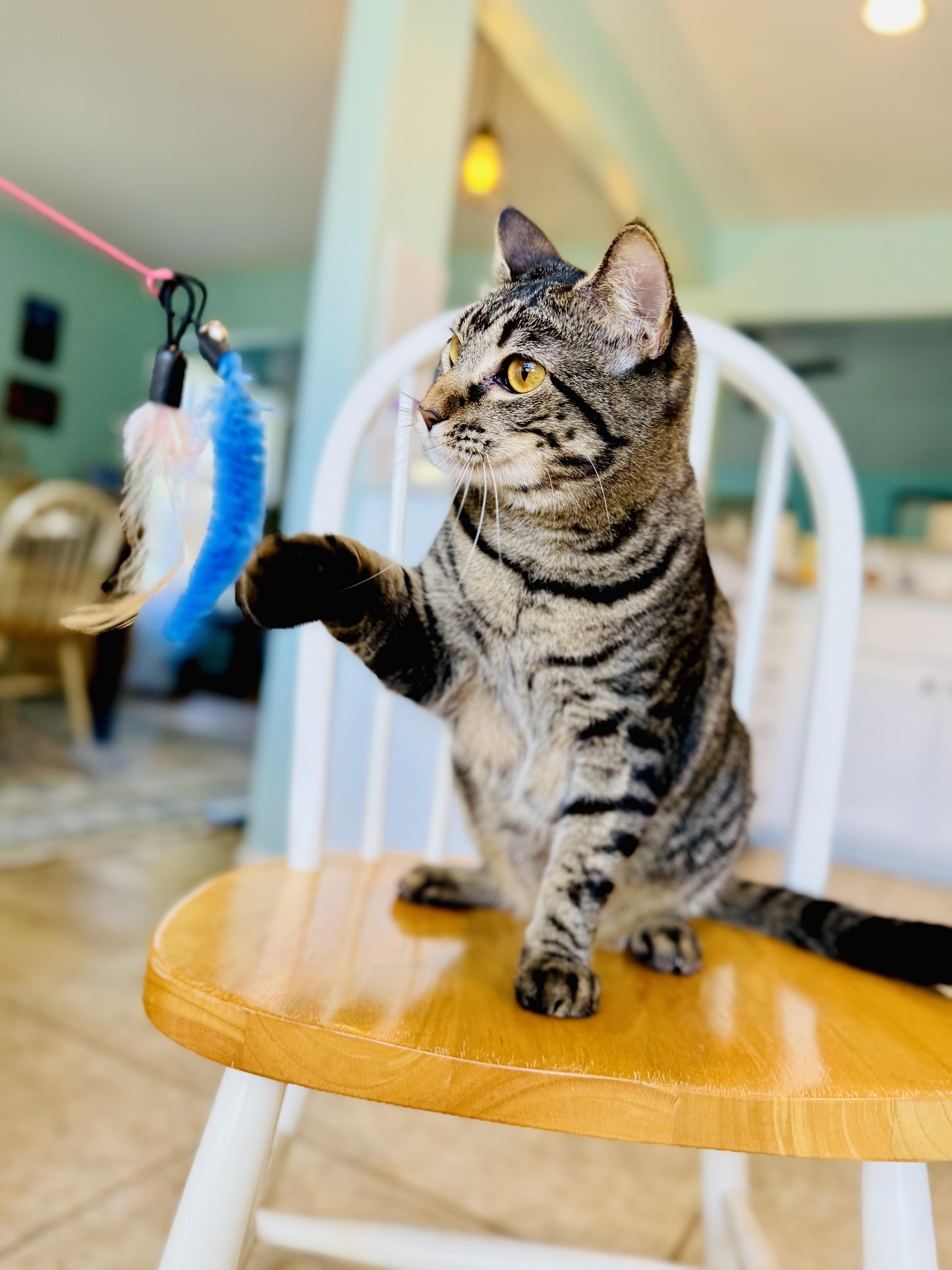 Enlarge Juneau, a Adoptable Tabby in Keller, TX image 6/6