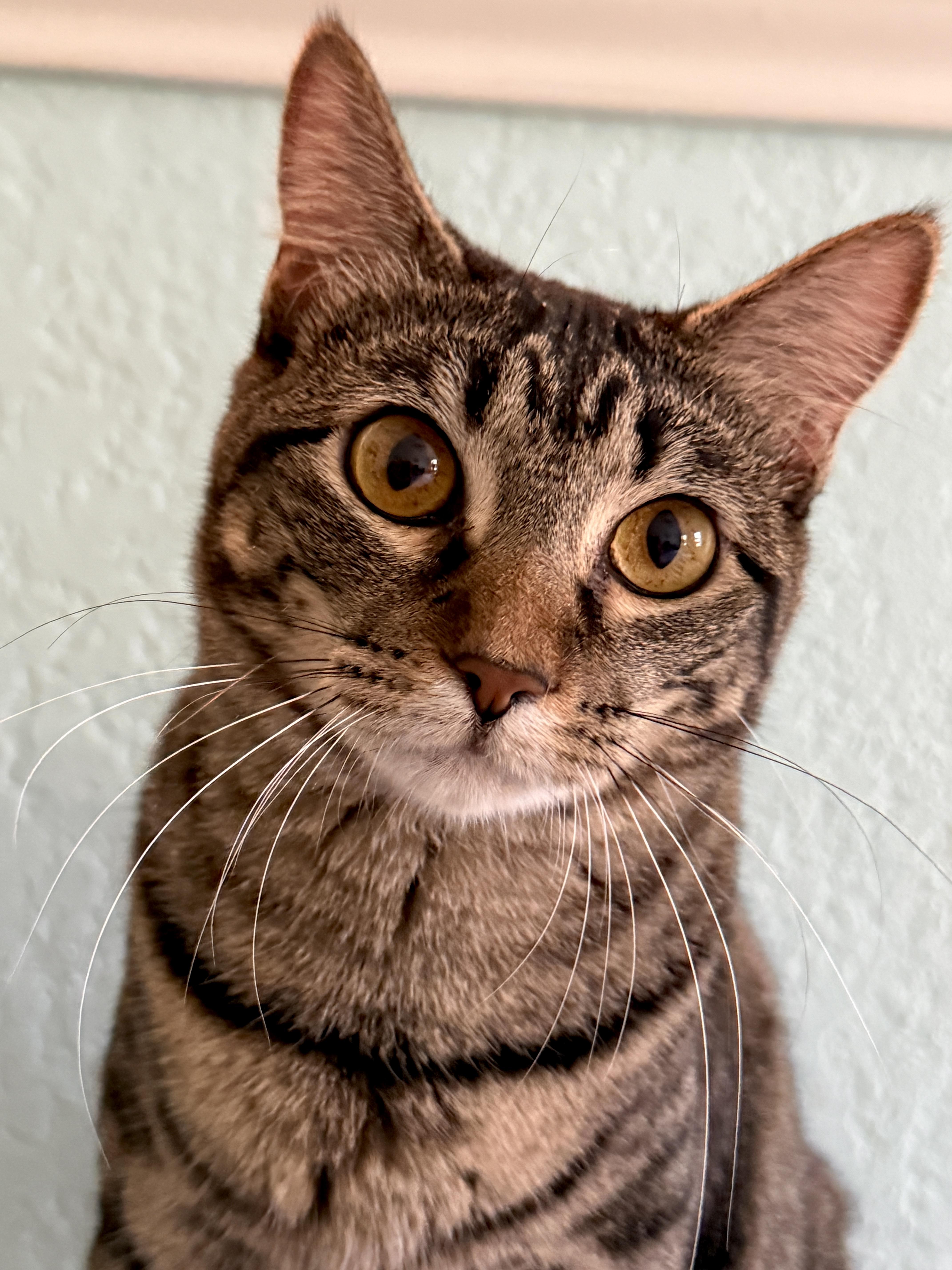 Enlarge Juneau, a Adoptable Tabby in Keller, TX image 5/6