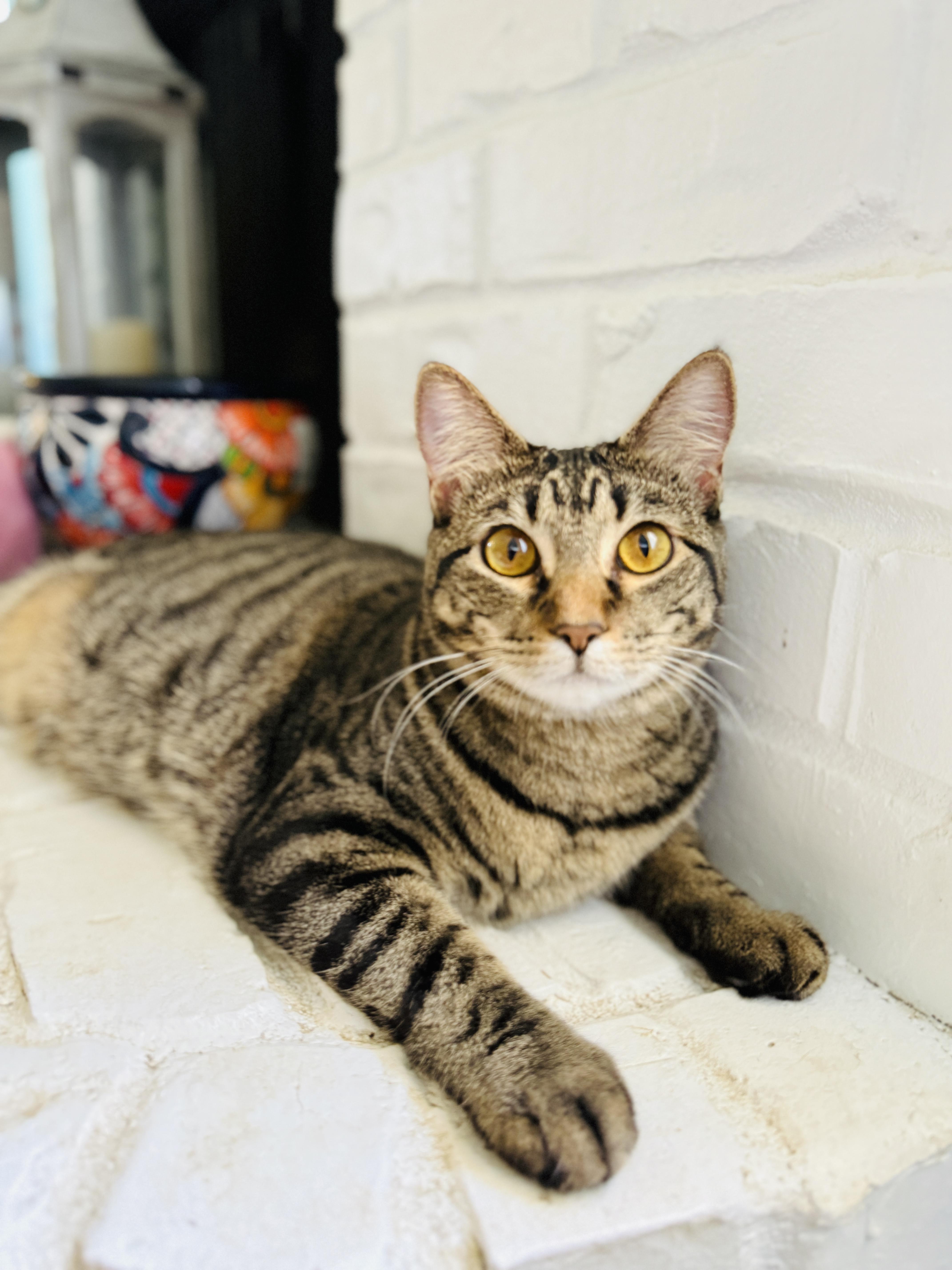 Enlarge Juneau, a Adoptable Tabby in Keller, TX image 3/6