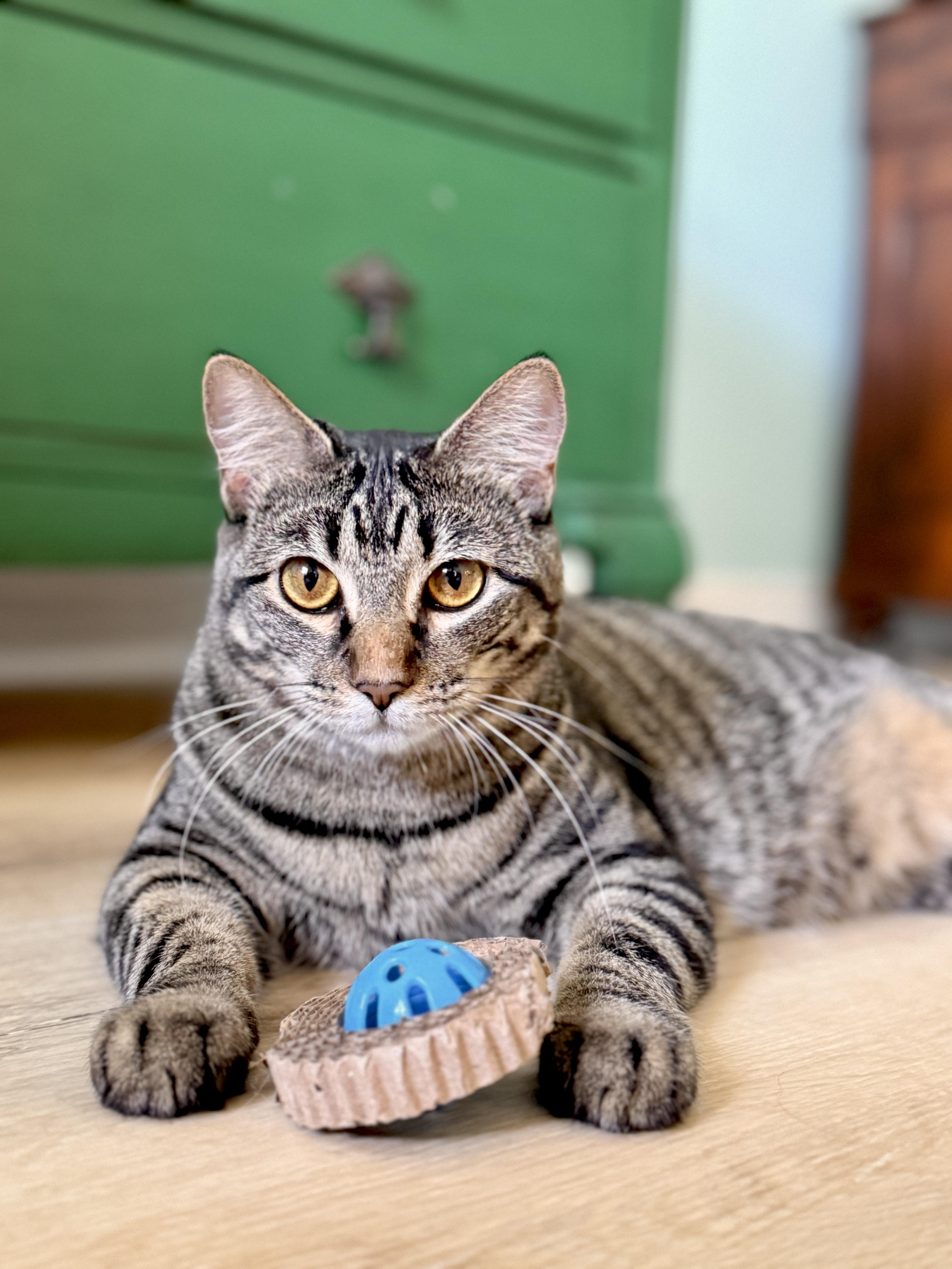 Enlarge Juneau, a Adoptable Tabby in Keller, TX image 4/6