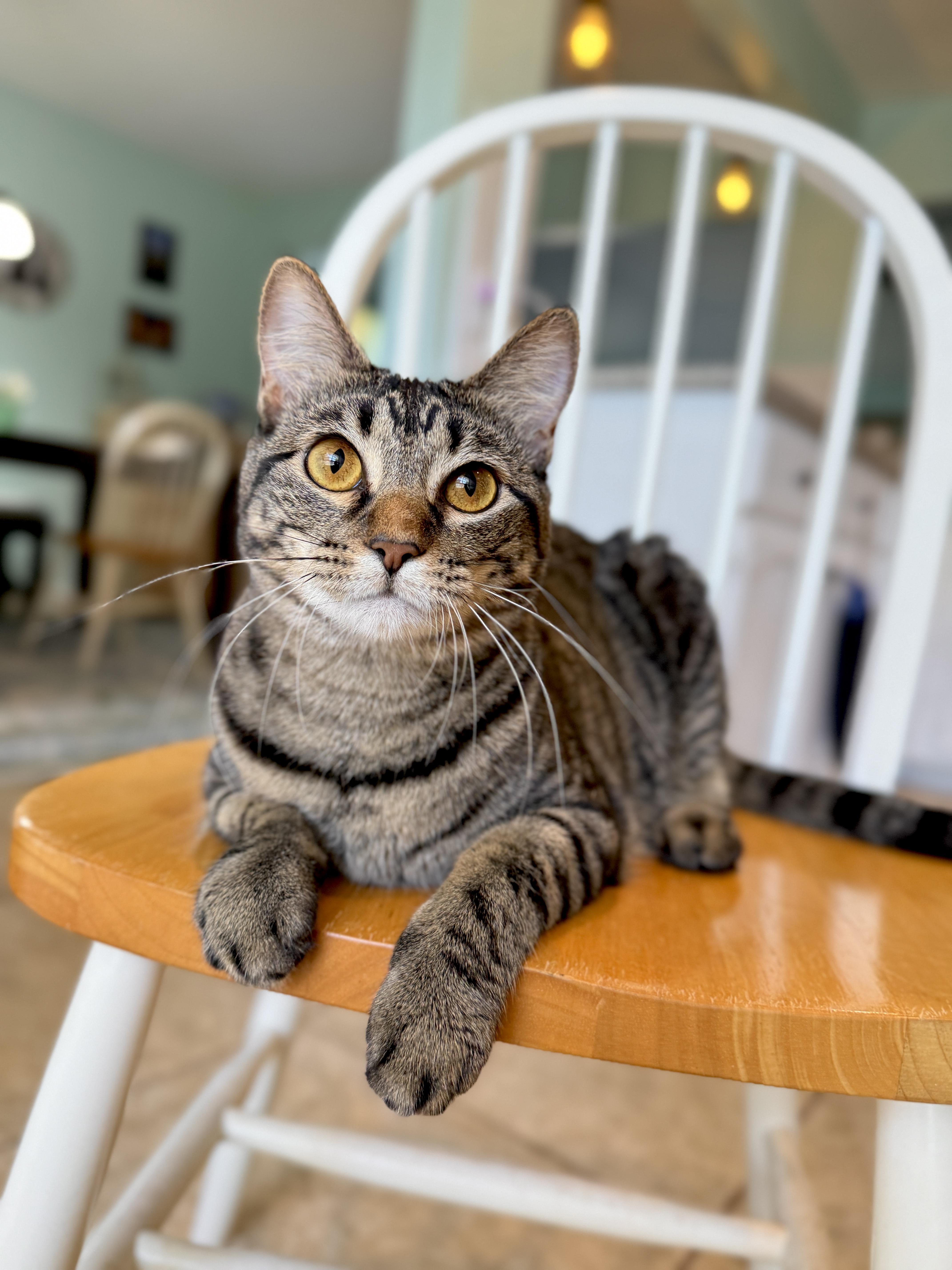 Juneau, Adoptable, Young Female Tabby.