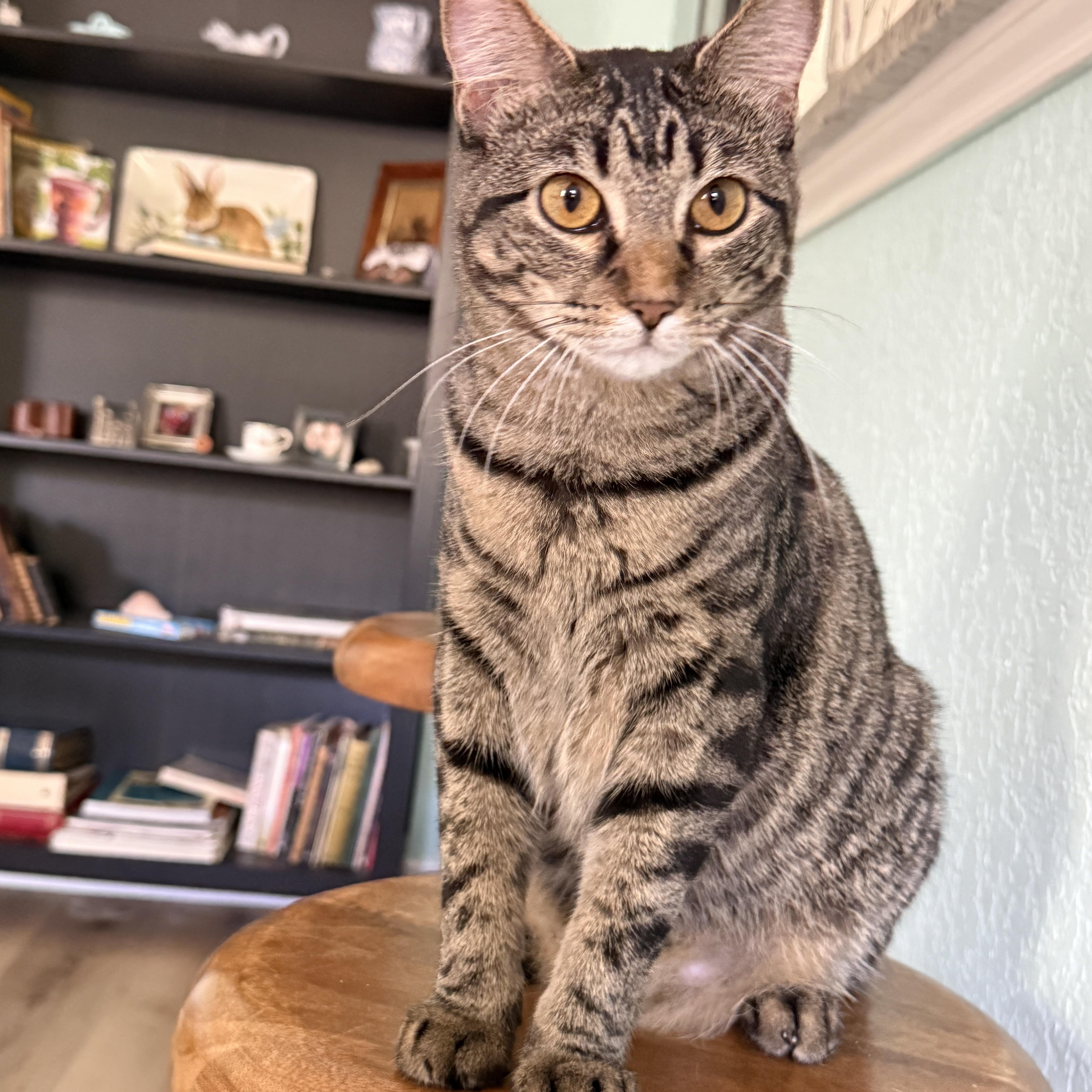 Enlarge Juneau, a Adoptable Tabby in Keller, TX image 2/6