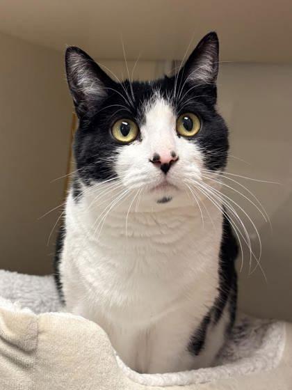 Poppy, Adoptable, Kitten Female Domestic Short Hair & Domestic Short Hair.