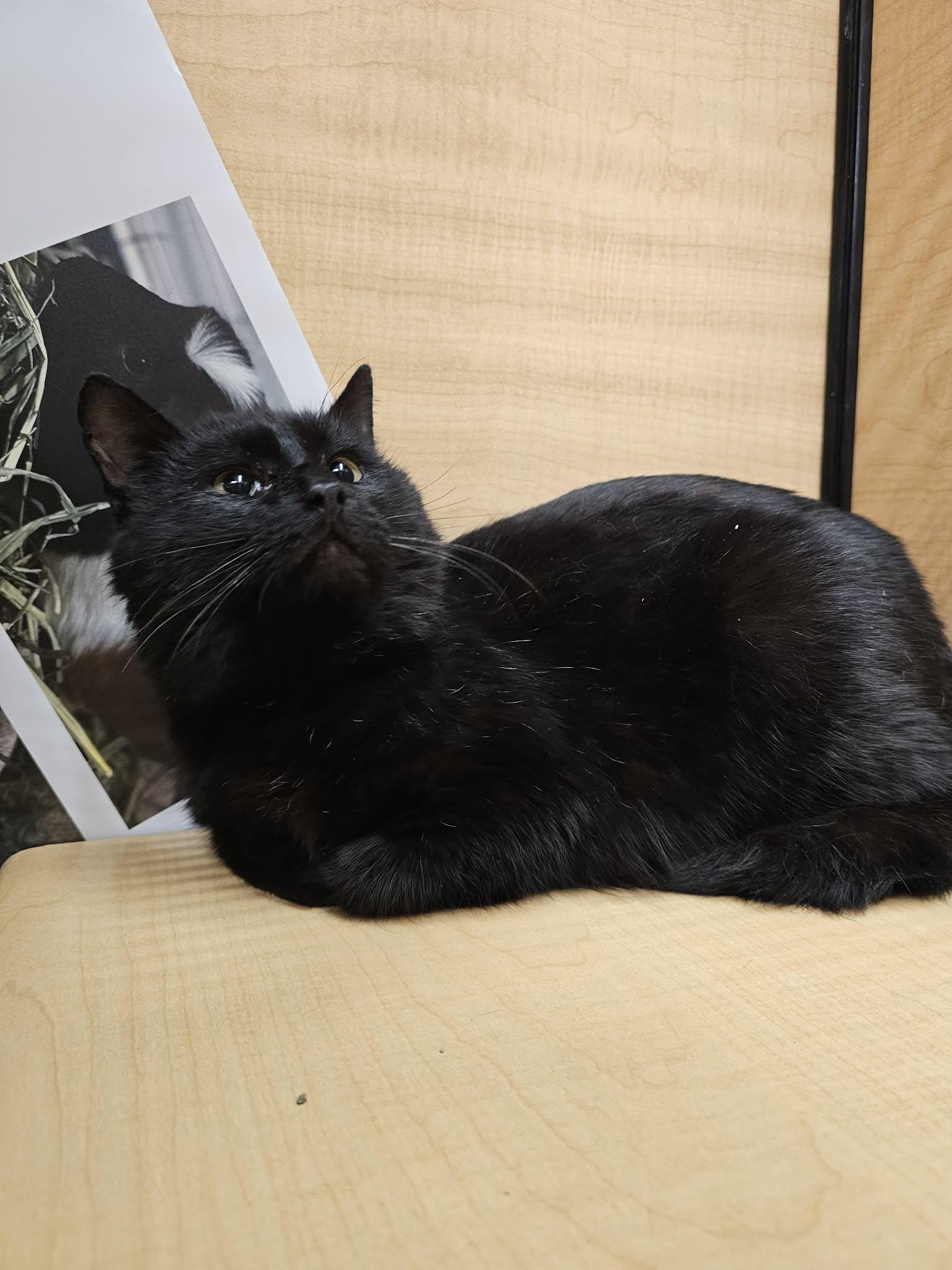 Elvis, Adoptable, Adult Male Domestic Long Hair.