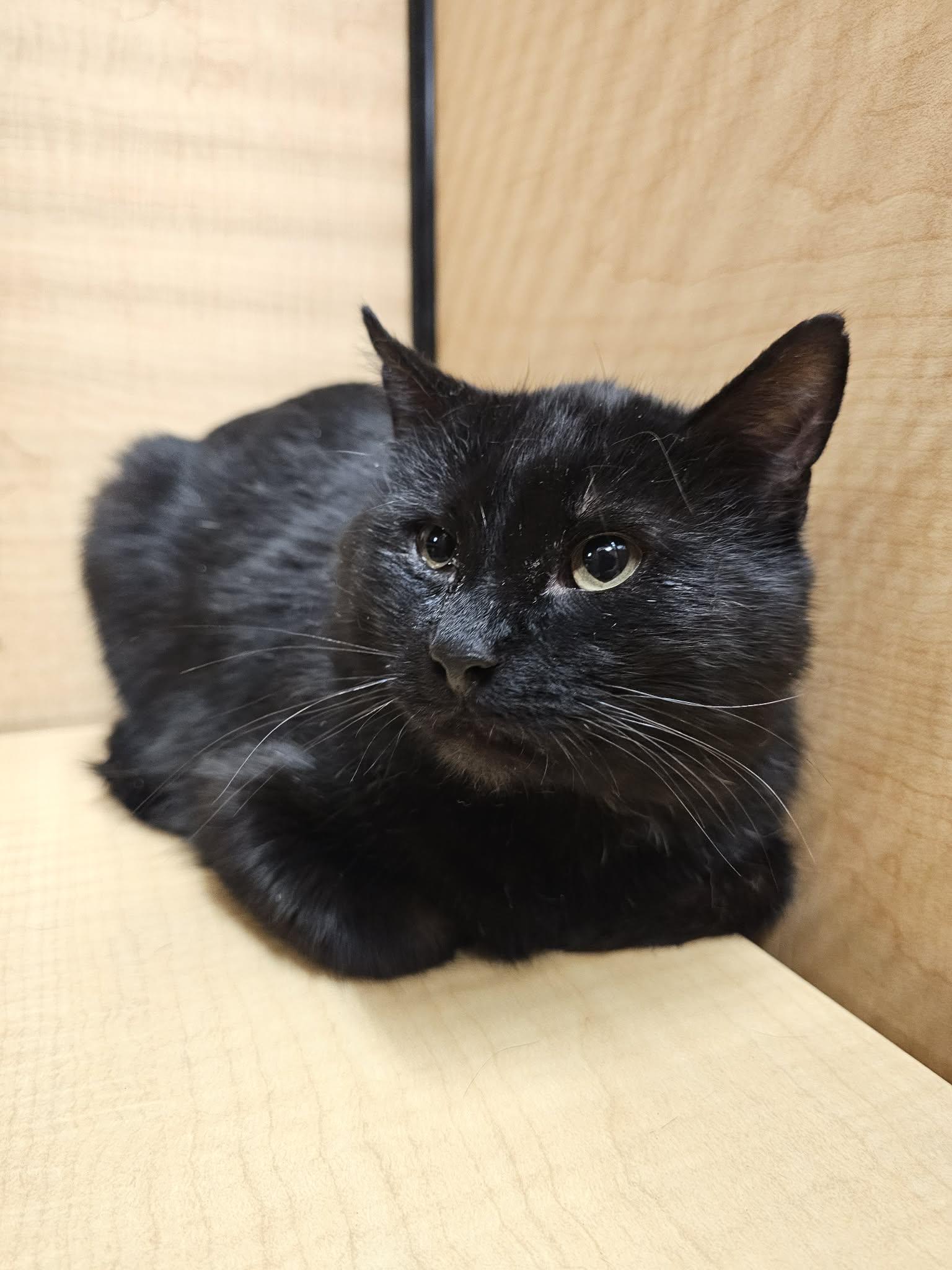 Elvis, a Adoptable Domestic Long Hair in hinckley, IL image 2/2