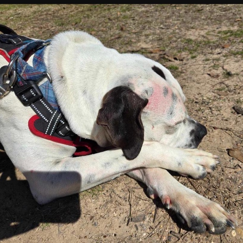 Odie, Adoptable, Young Male Pit Bull Terrier.