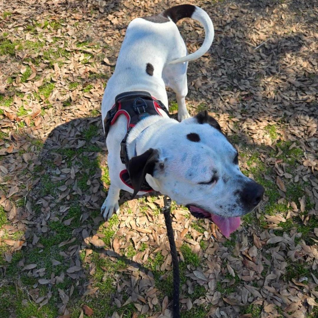 Enlarge Odie, a Adoptable mixed breed in Mabank, TX image 2/4