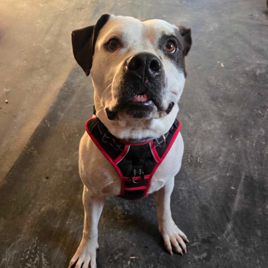 Enlarge Odie, a Adoptable mixed breed in Mabank, TX image 3/4