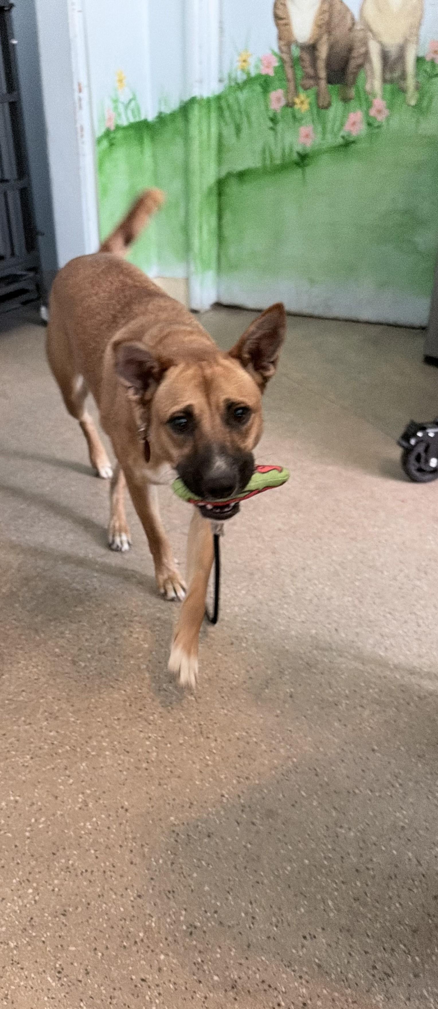 Enlarge TAWNY V, a Adopted mixed breed in Fresno, CA image 3/4