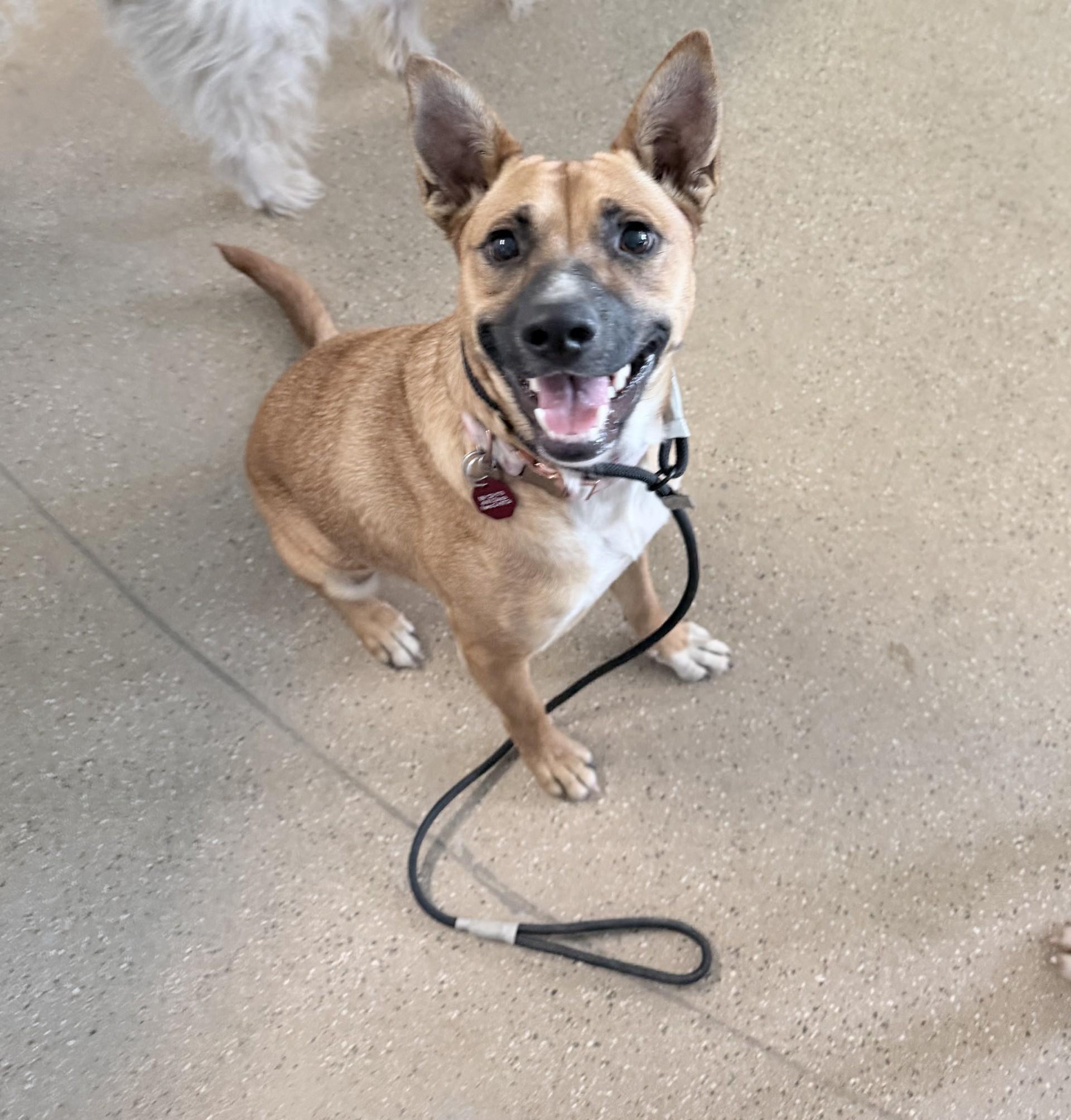 TAWNY V, Adopted, Young Female Shepherd.