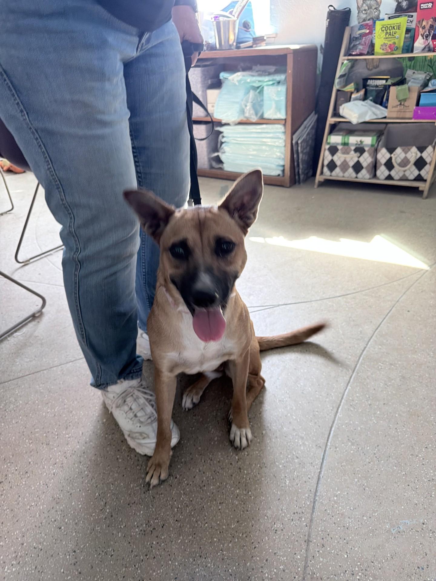Enlarge TAWNY V, a Adopted mixed breed in Fresno, CA image 4/4