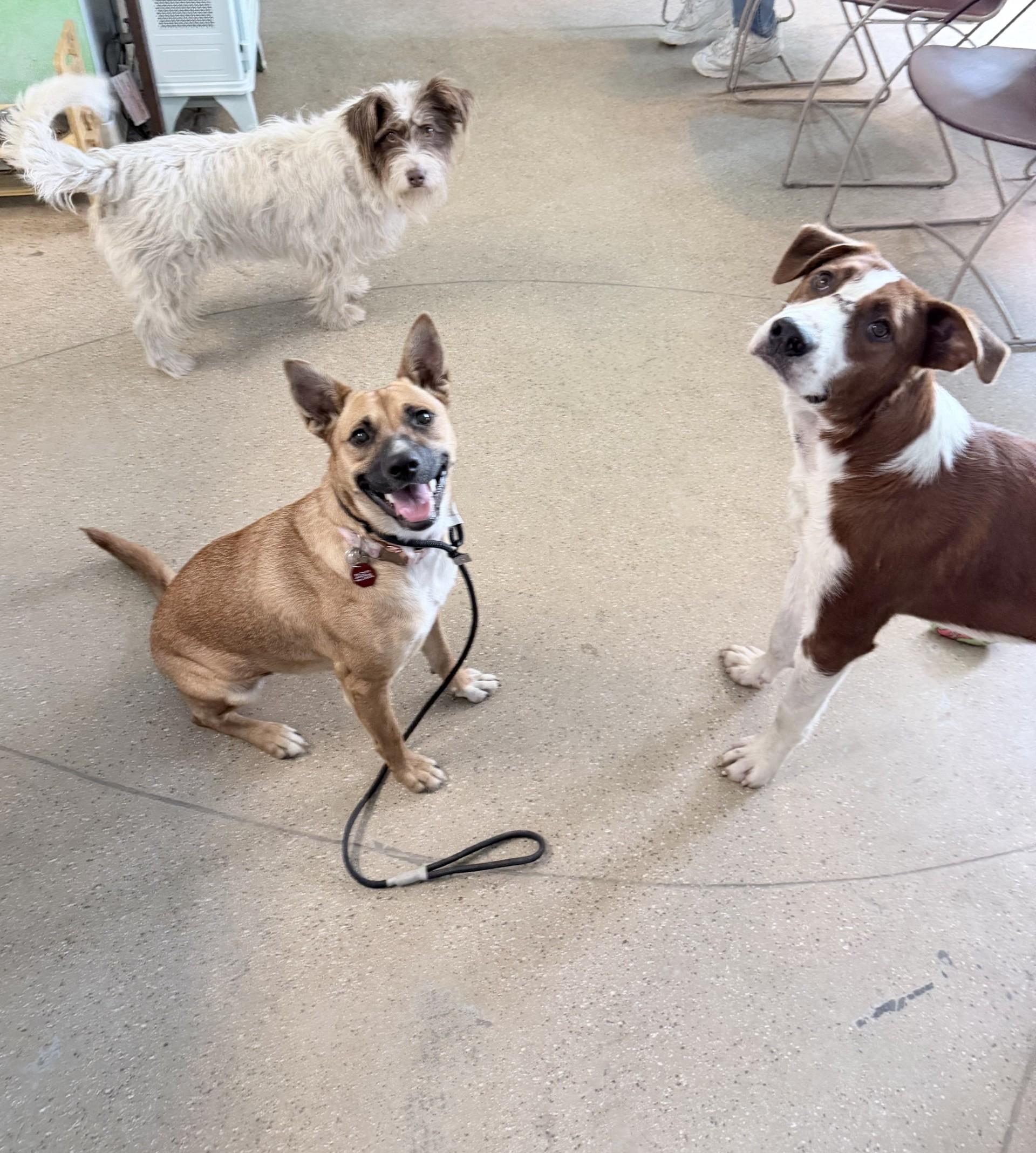 Enlarge TAWNY V, a Adopted mixed breed in Fresno, CA image 2/4