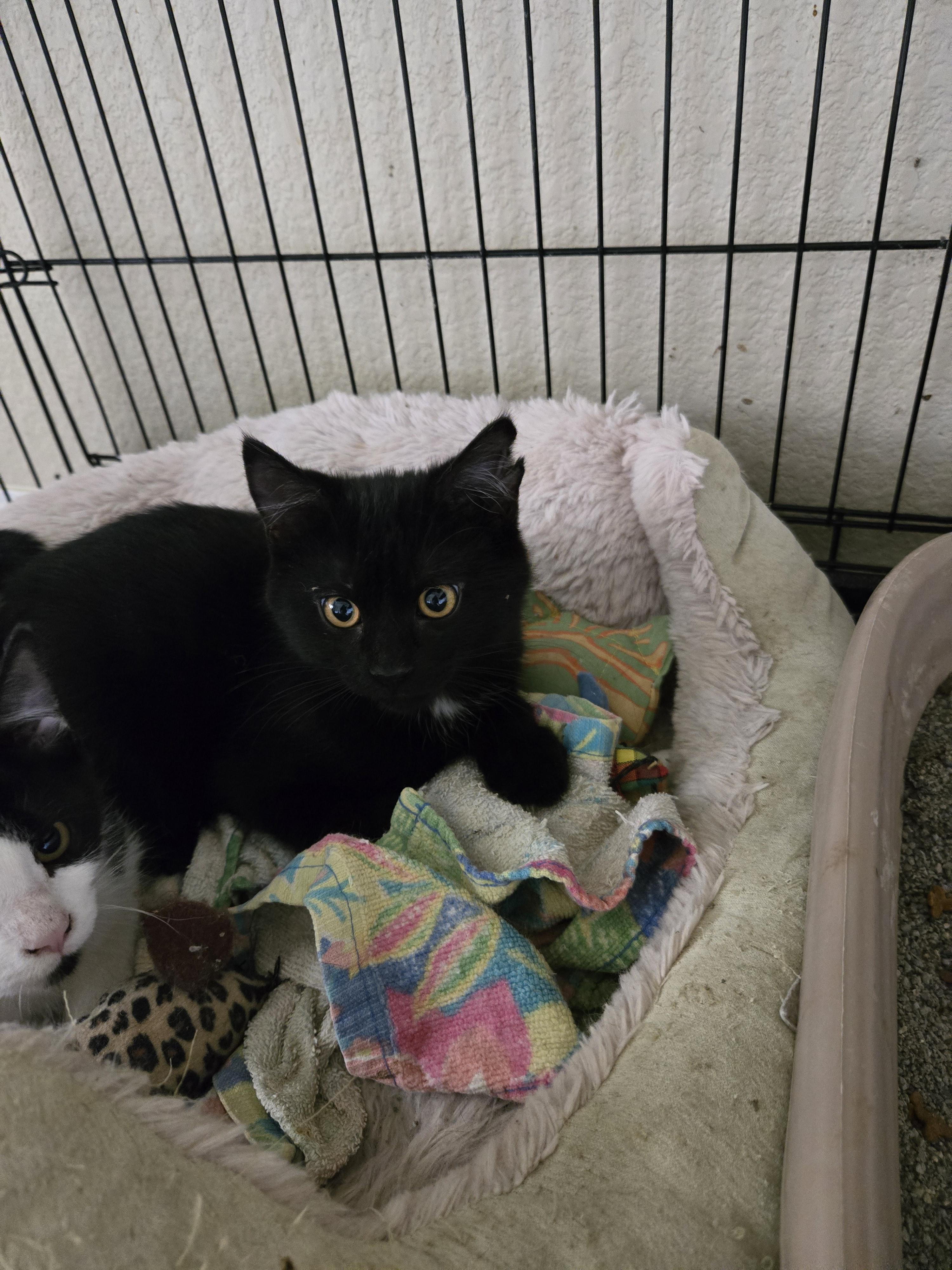 Midnight thumbnail 2