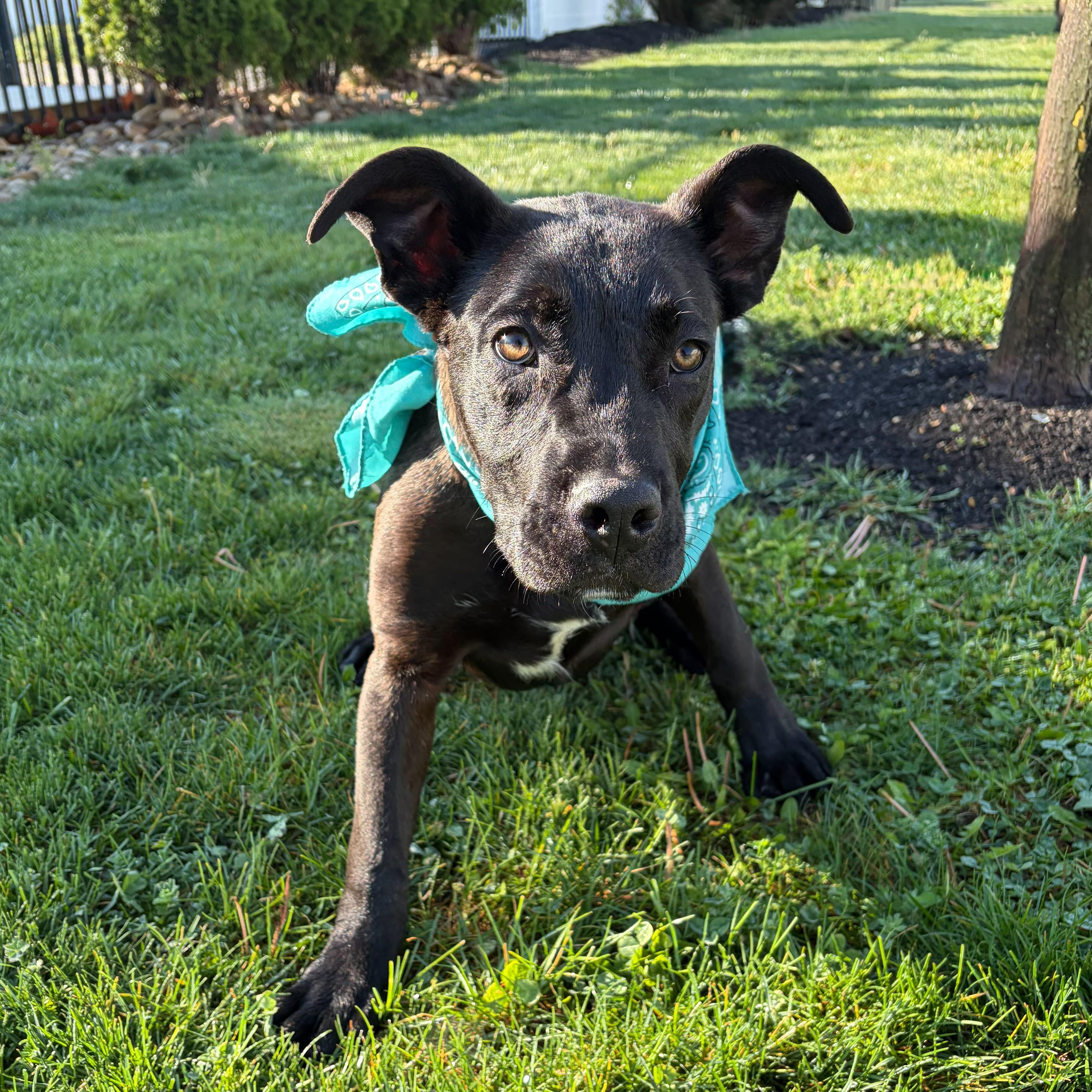 Enlarge Yakko, a Adoptable Mixed Breed in Canal Winchester, OH image 3/5