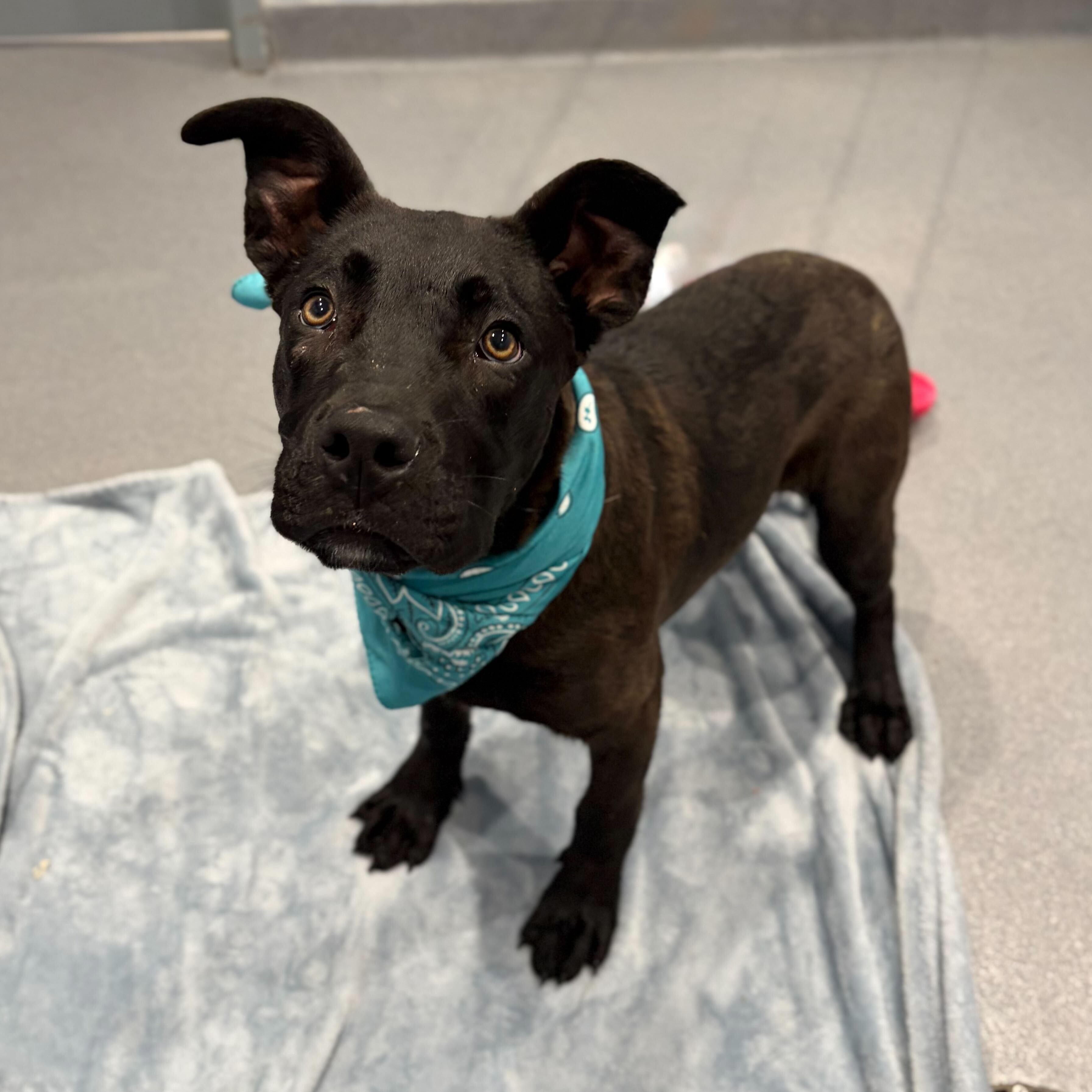 Yakko, Adoptable, Young Male Mixed Breed.