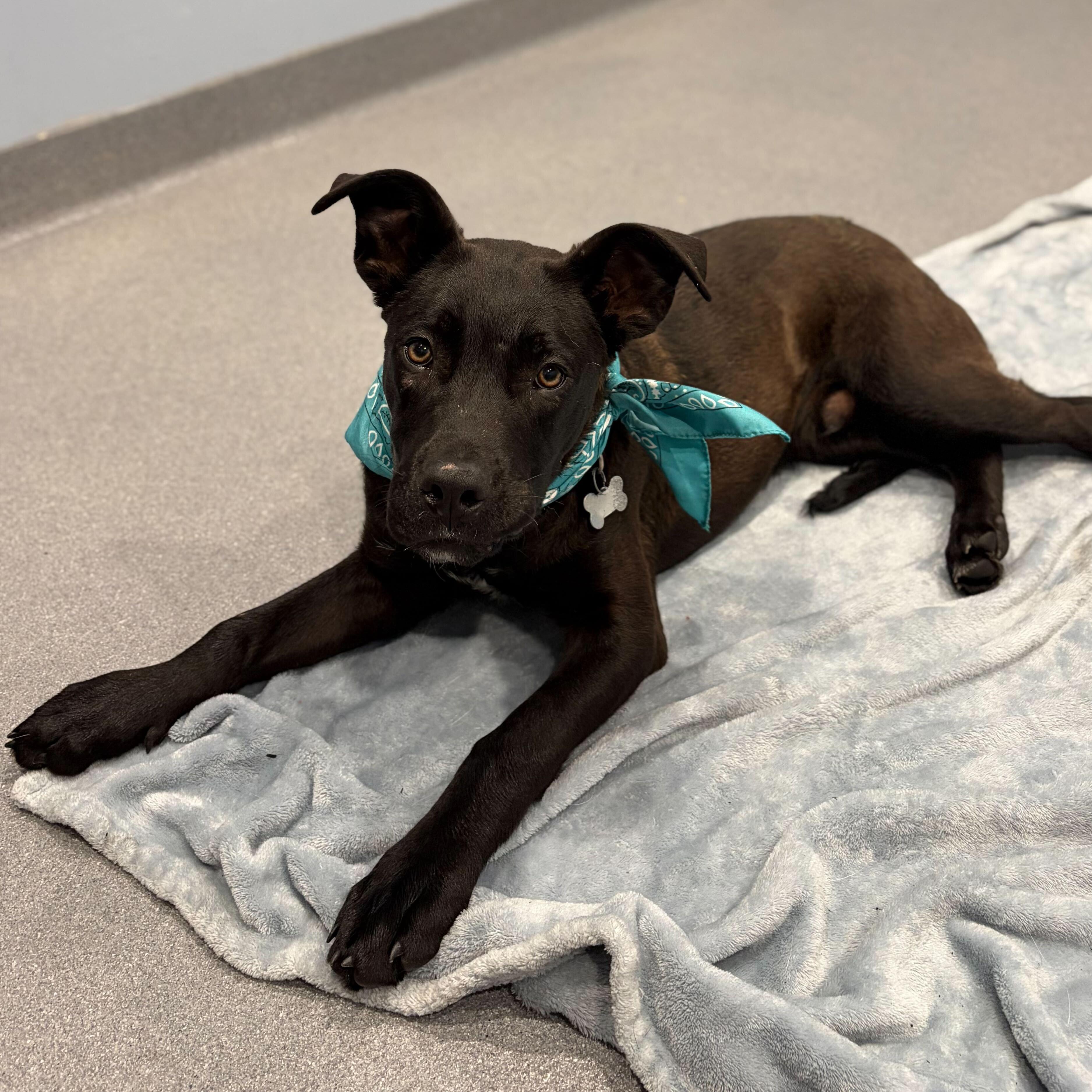 Enlarge Yakko, a Adoptable Mixed Breed in Canal Winchester, OH image 4/5