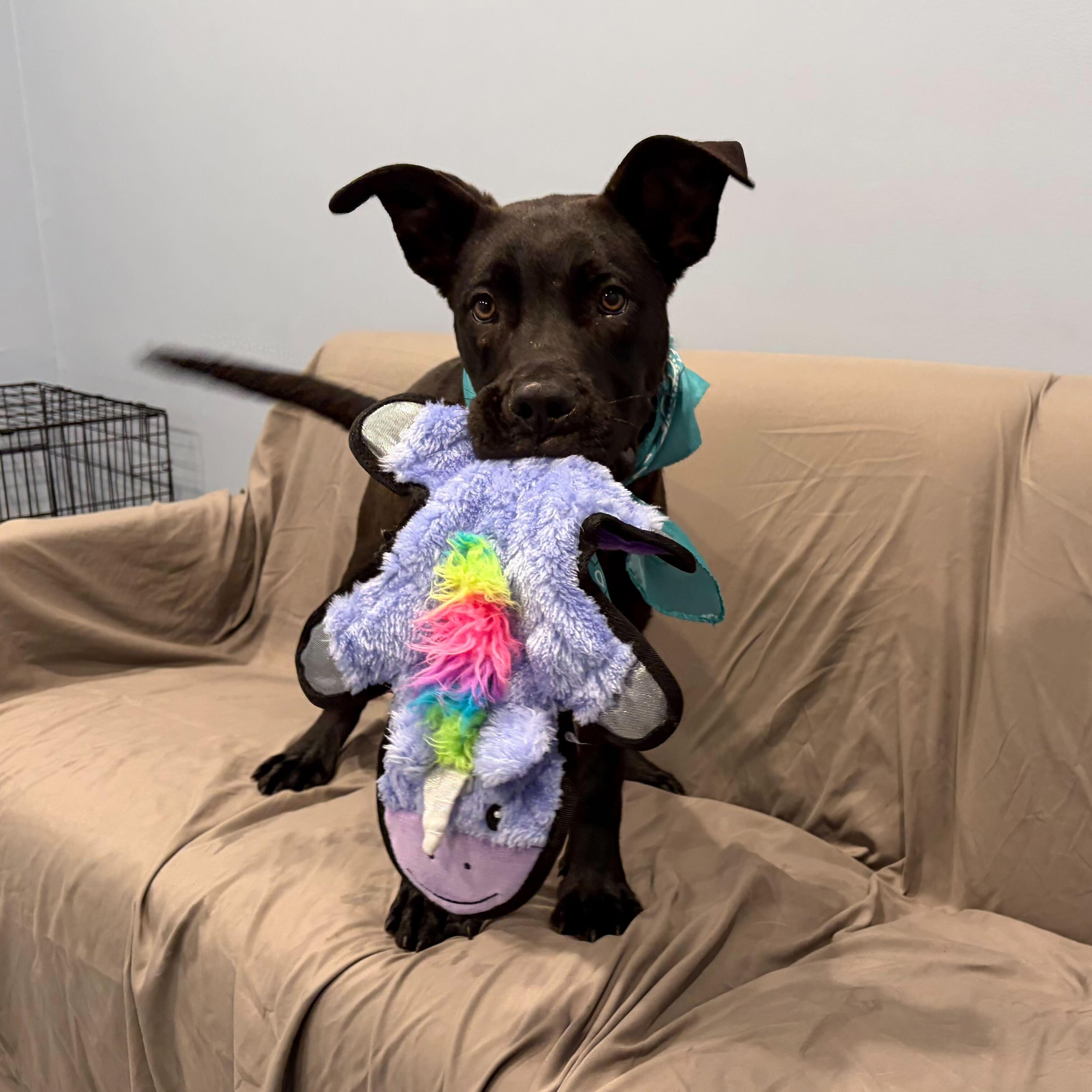 Enlarge Yakko, a Adoptable Mixed Breed in Canal Winchester, OH image 2/5