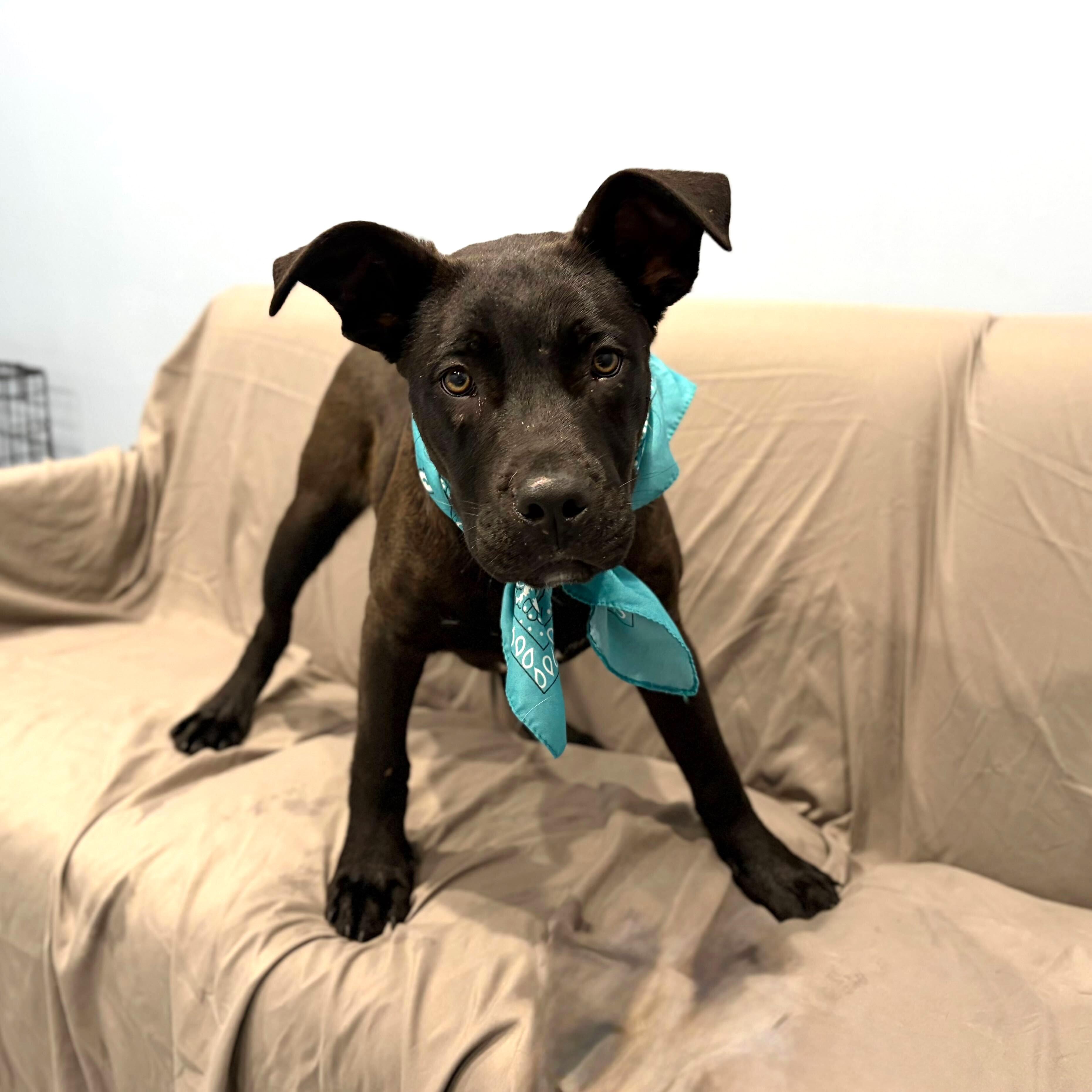Enlarge Yakko, a Adoptable Mixed Breed in Canal Winchester, OH image 5/5