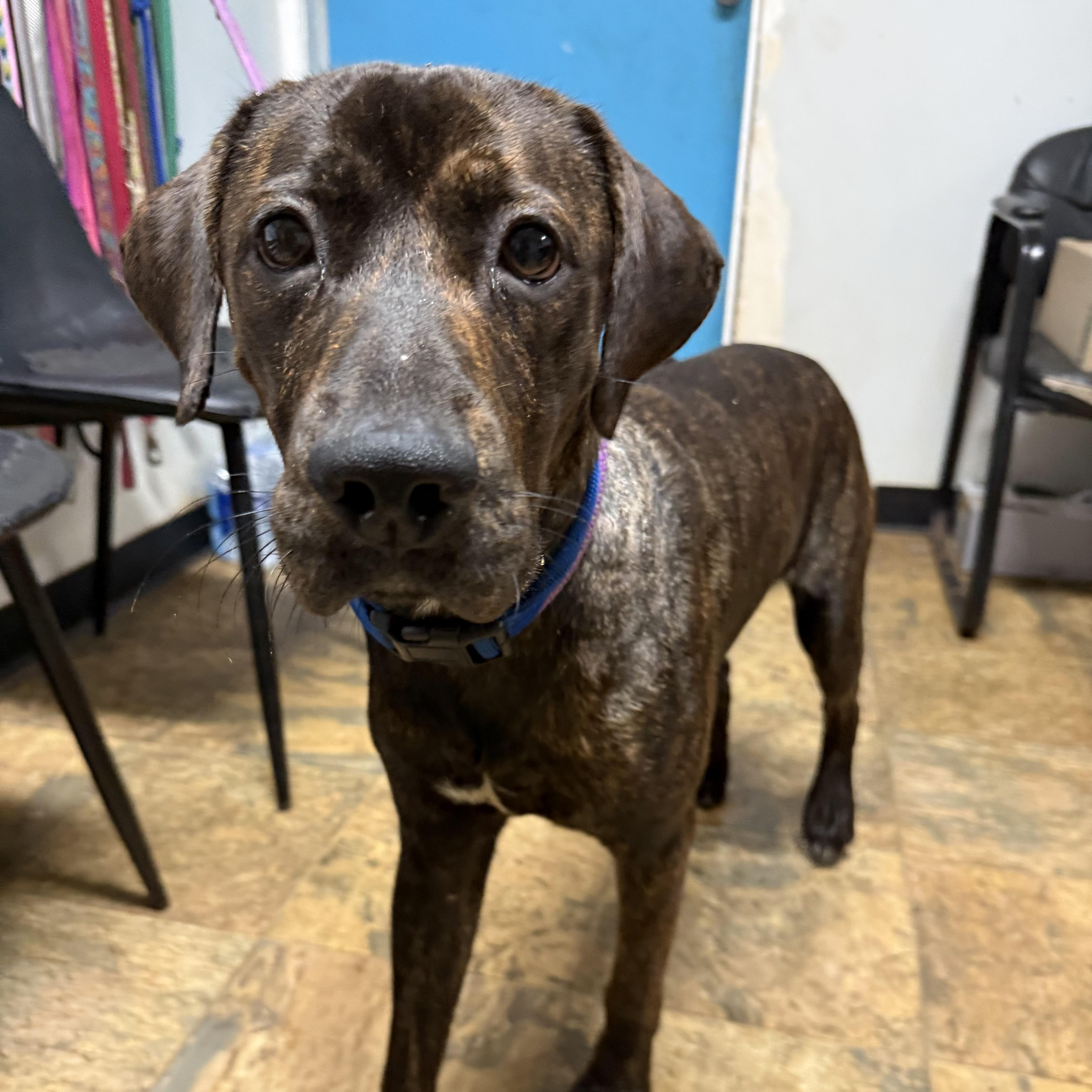 Enlarge Skinny Pop, a Adoptable mixed breed in Toronto, ON image 2/6