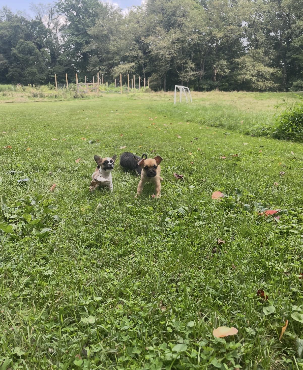 Enlarge Mario, a Adopted mixed breed in Cleveland, OH image 5/5