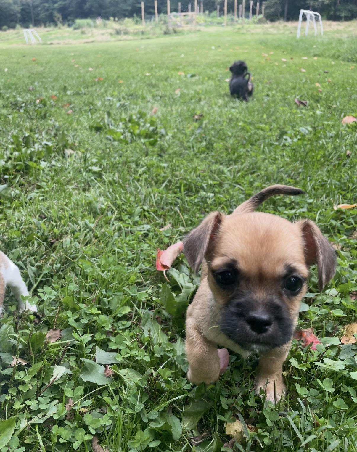 Enlarge Mario, a Adopted mixed breed in Cleveland, OH image 4/5