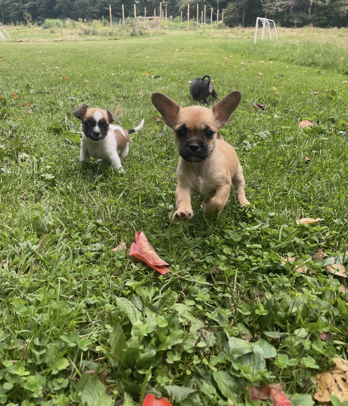 Mario, Adopted, Puppy Male Brussels Griffon.